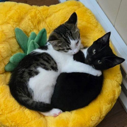 Enlarge Star, a Adoptable Domestic Short Hair in Elizabeth, IL image 5/5