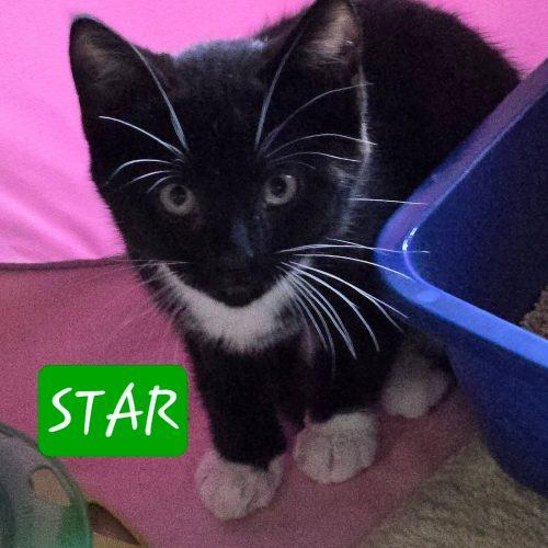 Enlarge Star, a Adoptable Domestic Short Hair in Elizabeth, IL image 3/5
