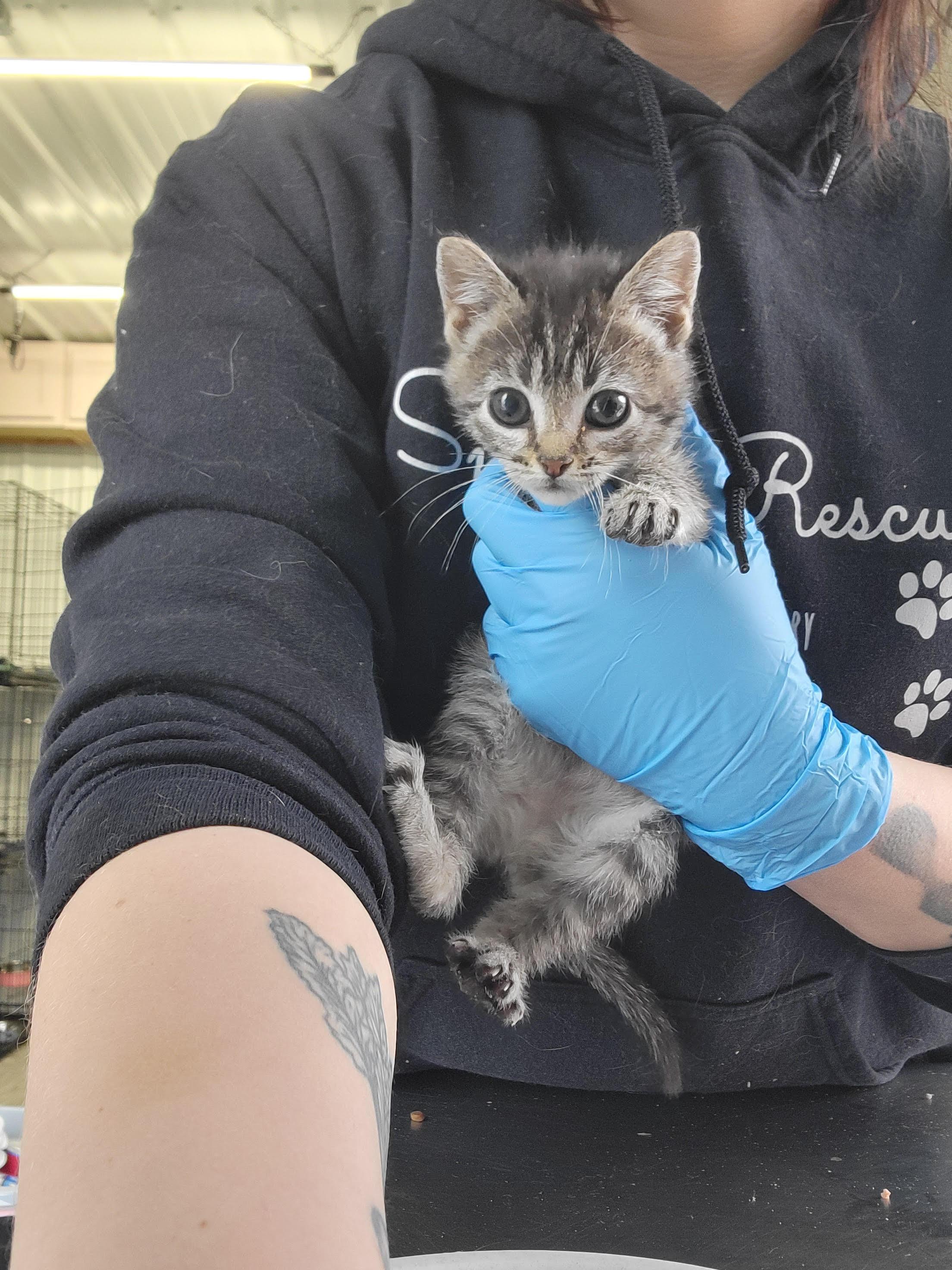 Almond, ADOPTABLE, Kitten Female American Shorthair.