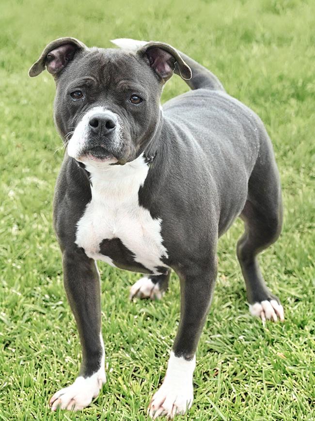 Enlarge #18 May, a ADOPTABLE mixed breed in New Haven, CT image 2/3