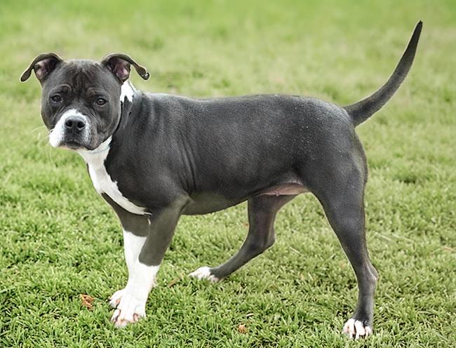 Enlarge #18 May, a ADOPTABLE mixed breed in New Haven, CT image 3/3