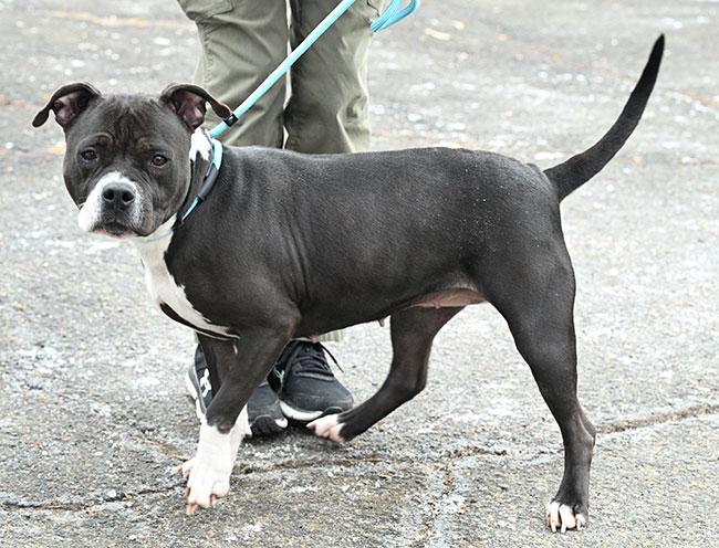 Enlarge #18 May, a ADOPTABLE mixed breed in New Haven, CT image 2/3