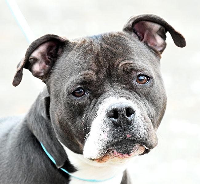 Enlarge #18 May, a ADOPTABLE mixed breed in New Haven, CT image 1/3