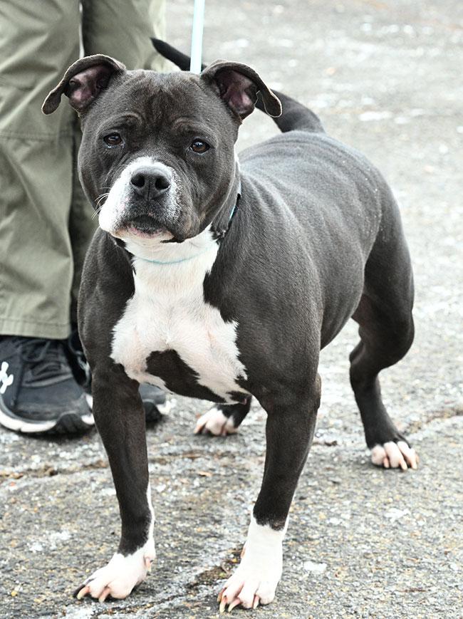 Enlarge #18 May, a ADOPTABLE mixed breed in New Haven, CT image 3/3