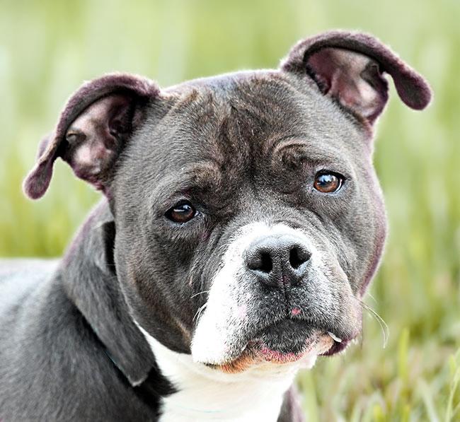 #18 May, ADOPTABLE, Young Female Pit Bull Terrier.