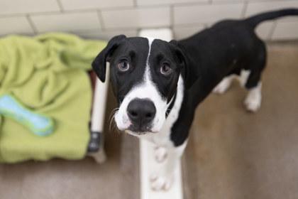Loki, Adoptable, Young Male Pit Bull Terrier & German Shepherd Dog.