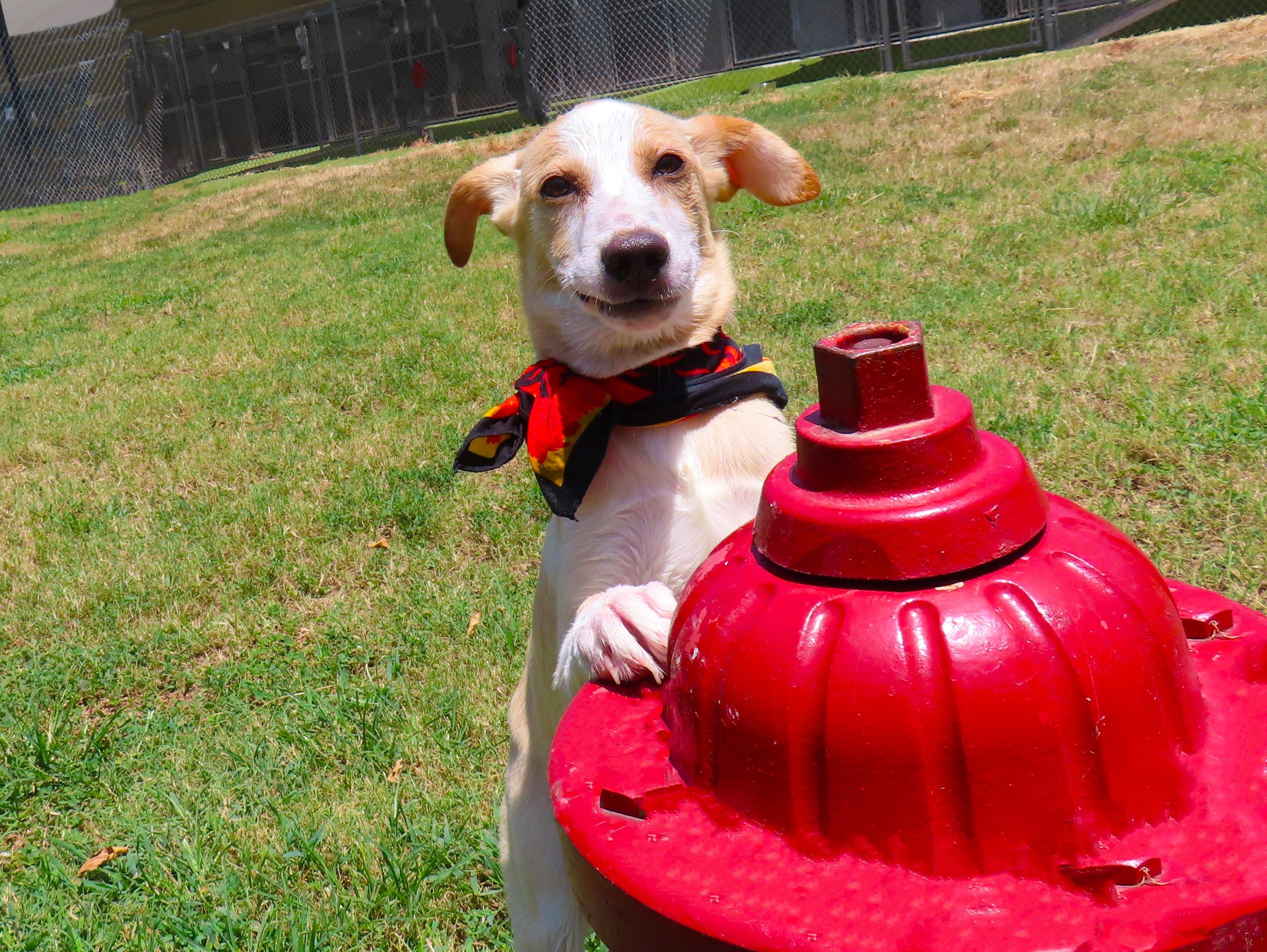 Chip 26C-177, an adopted Labrador Retriever in Rogers, AR image 2/5