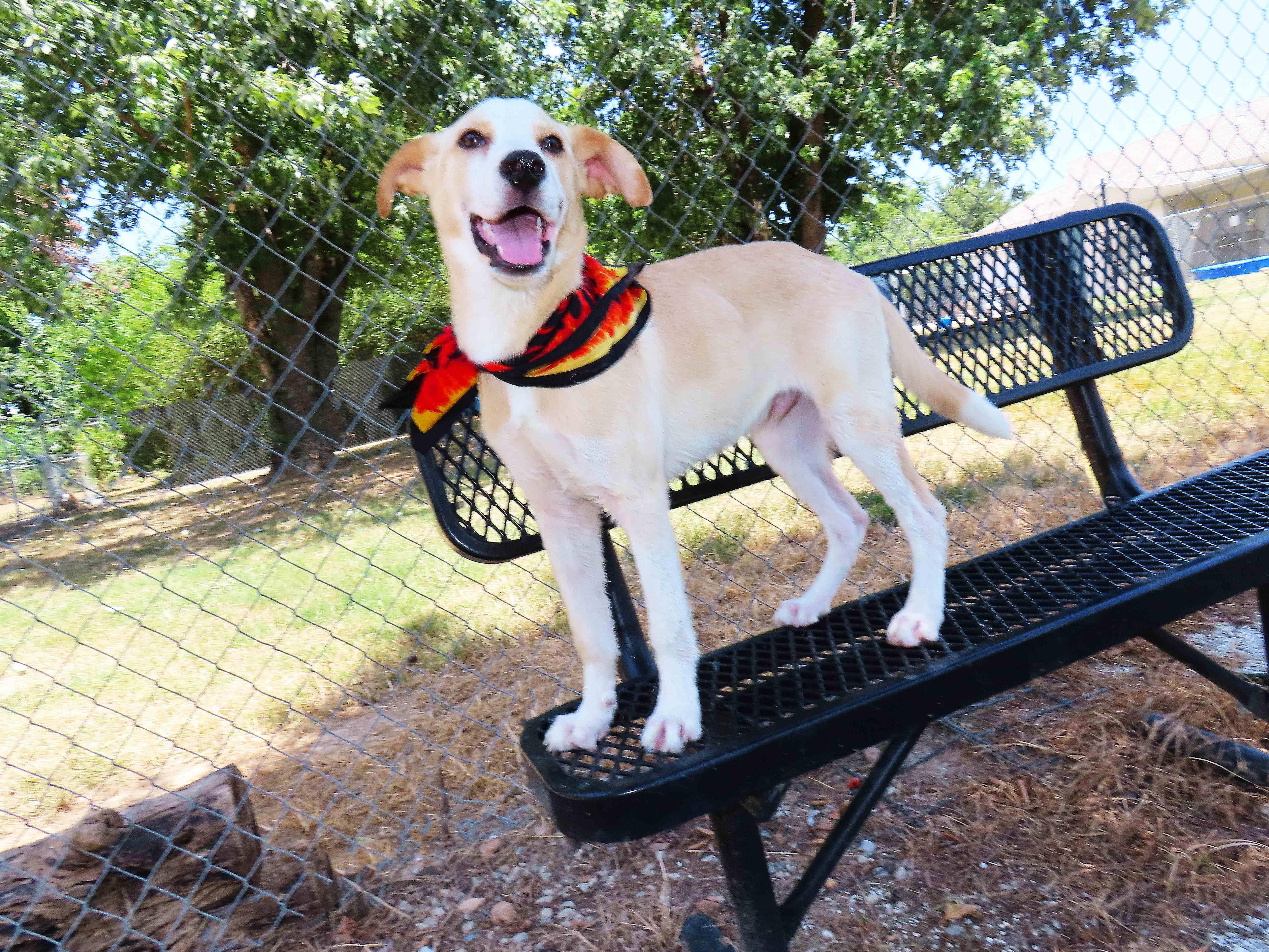Chip 26C-177, an adopted Labrador Retriever in Rogers, AR image 5/5