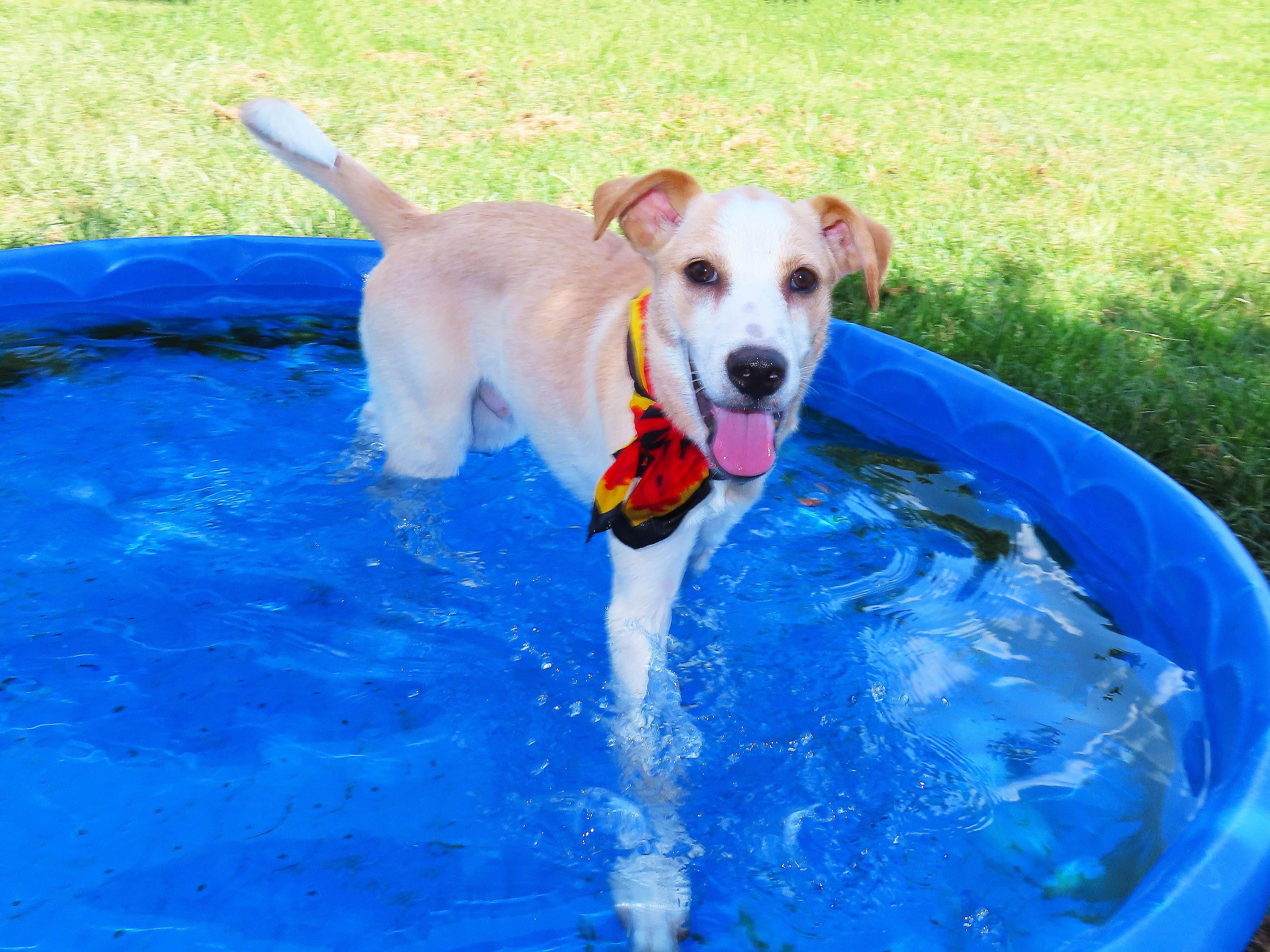 Chip 26C-177, an adopted Labrador Retriever in Rogers, AR image 4/5