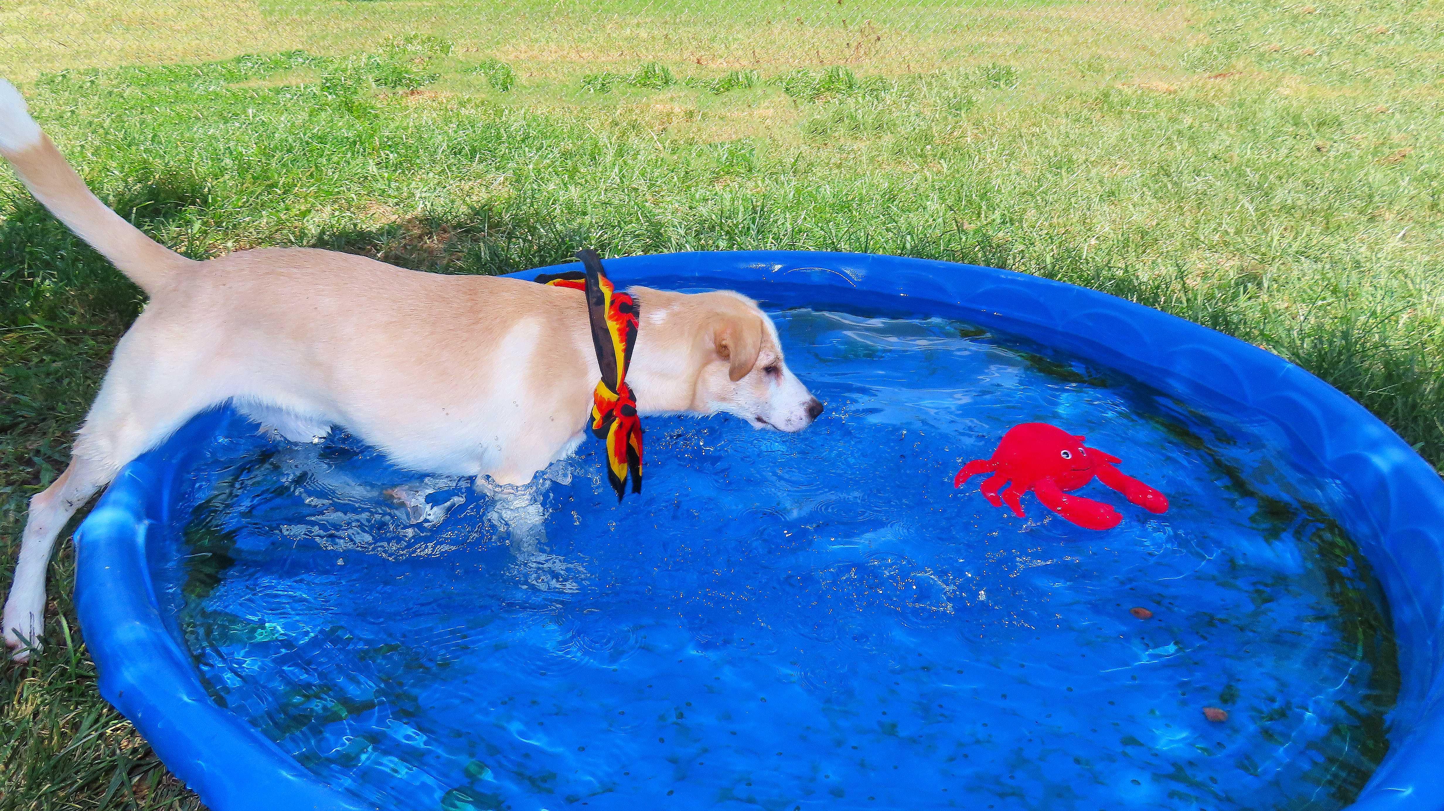 Chip 26C-177, an adopted Labrador Retriever in Rogers, AR image 3/5