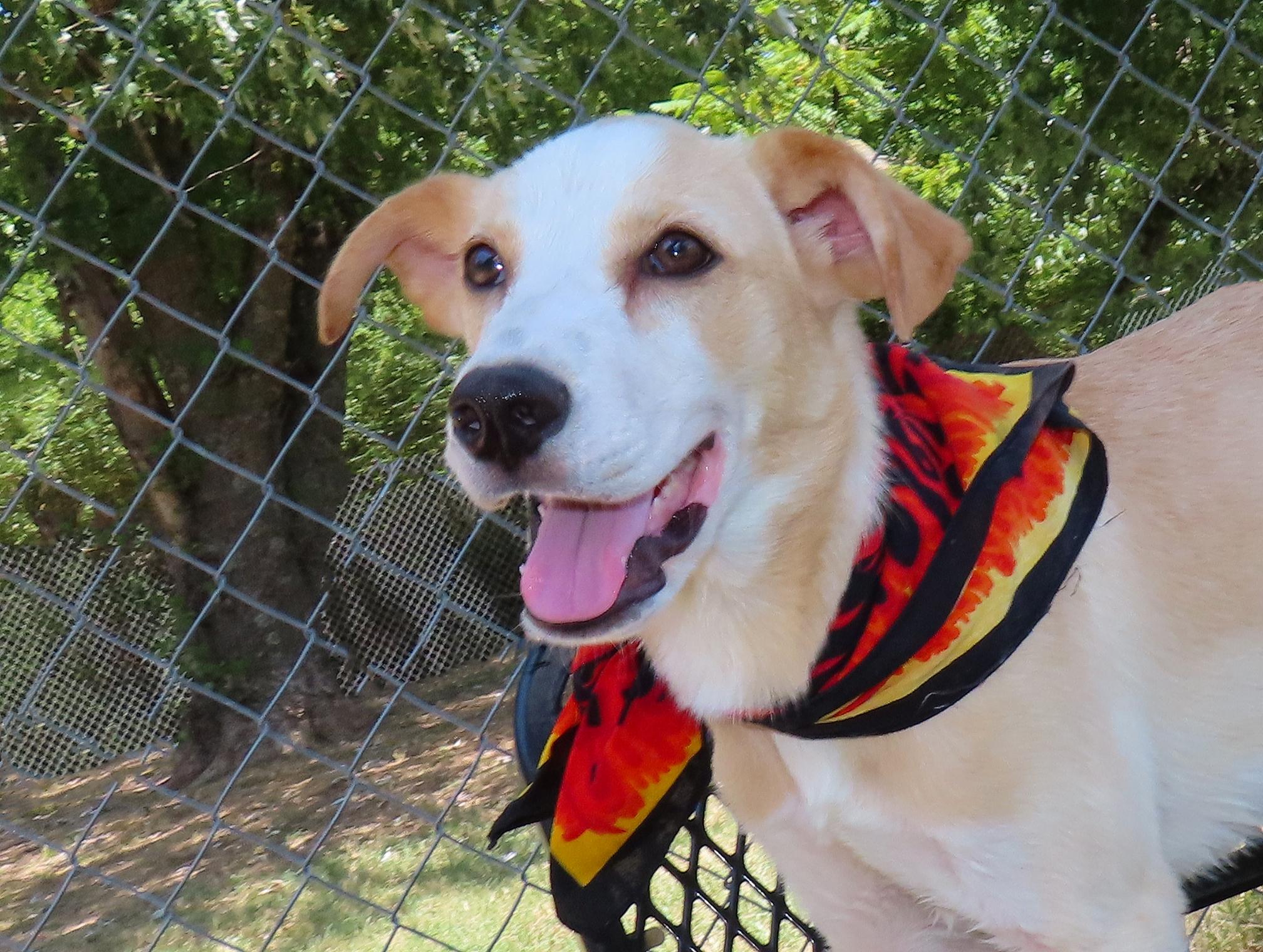 Chip 26C-177, adopted, Puppy Male Labrador Retriever.