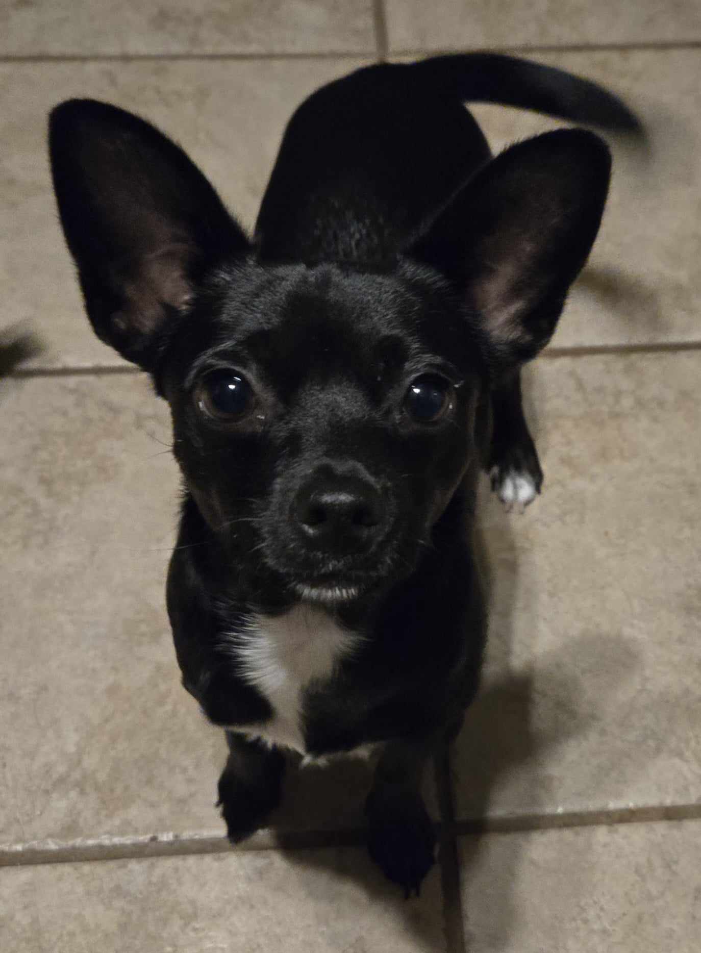 MAC, Adoptable, Adult Male Chihuahua & Chiweenie.