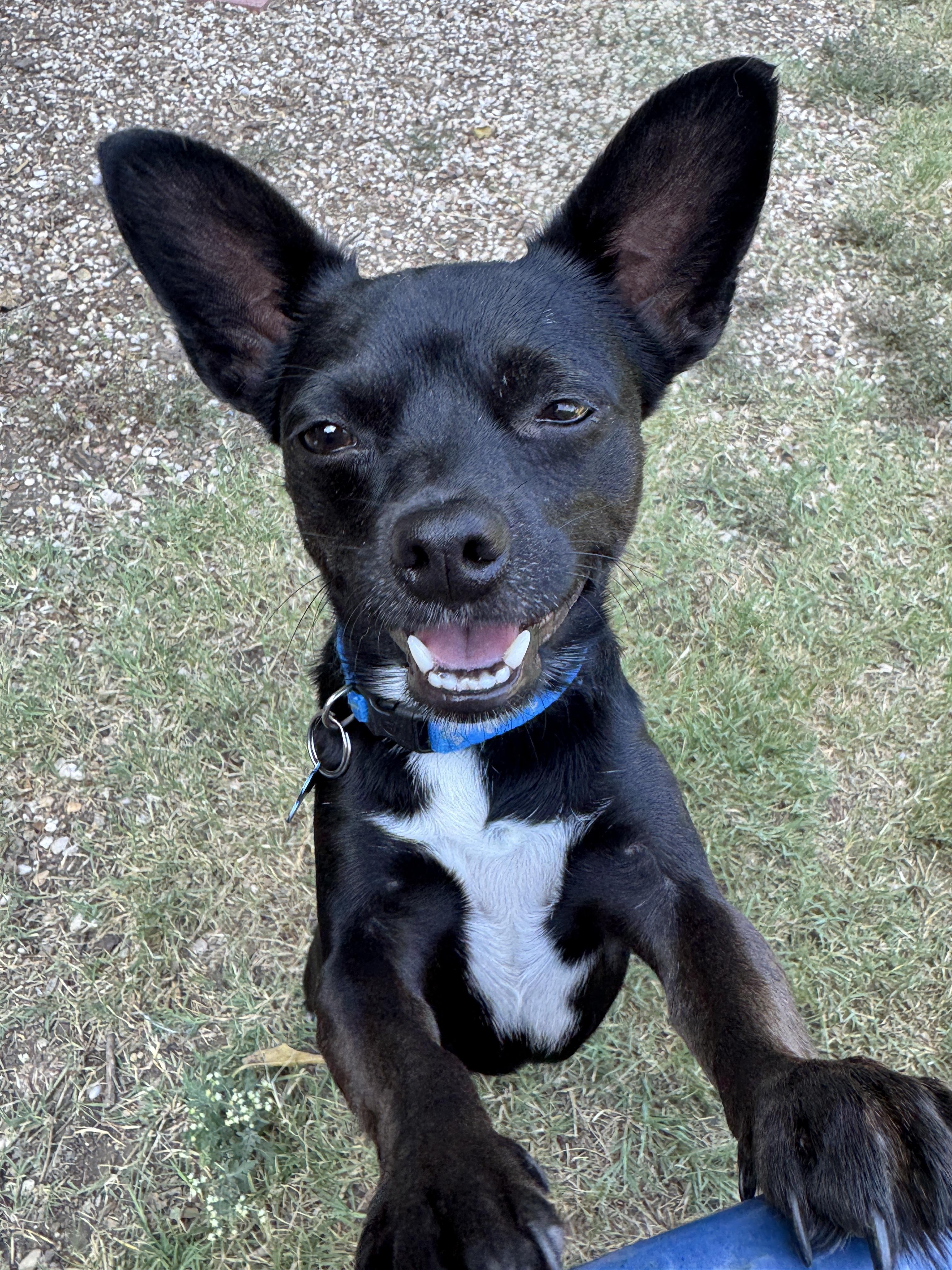 MAC, a Adoptable mixed breed in Grand Prairie, TX image 1/3