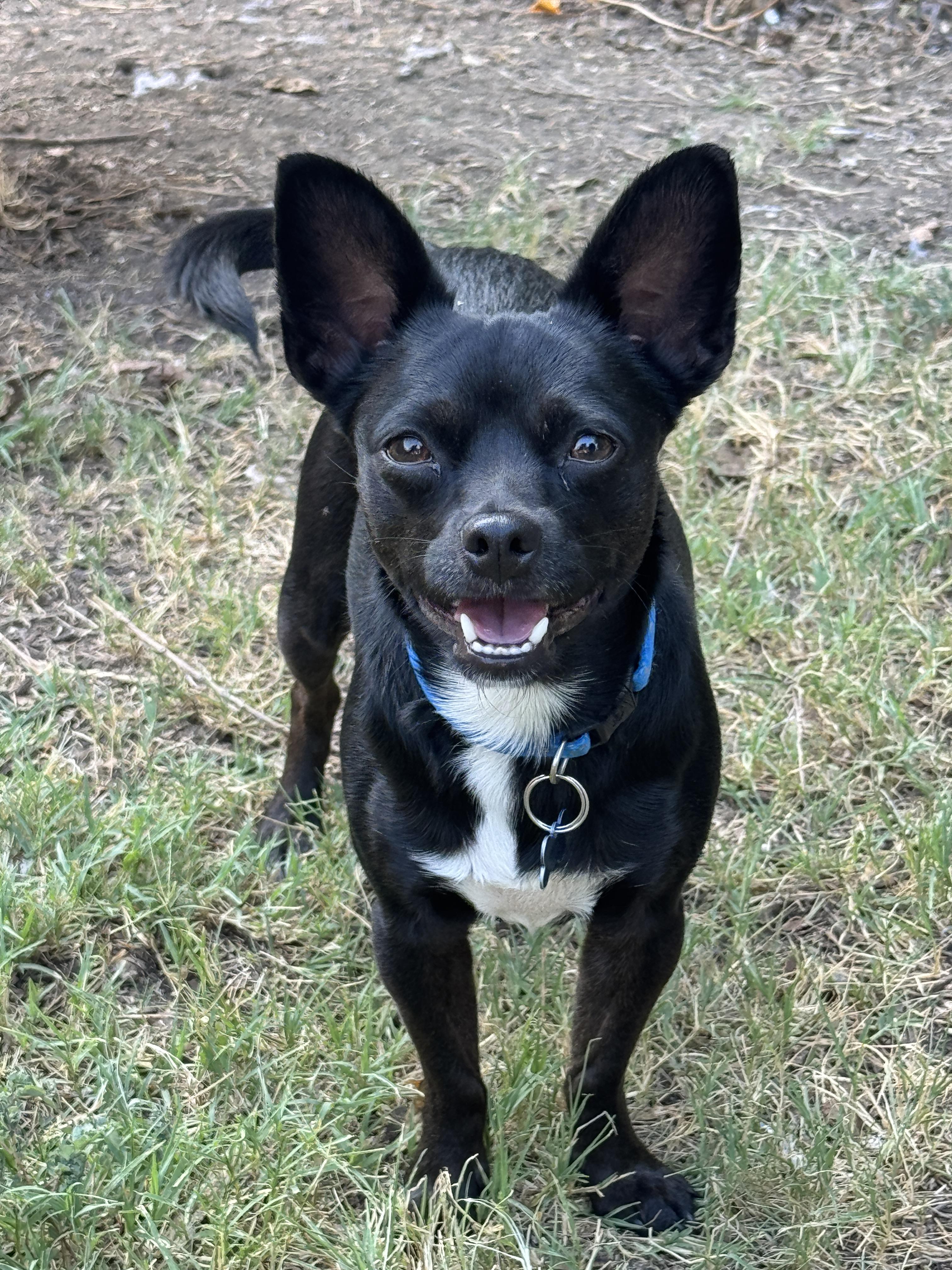MAC, an adoptable Chihuahua, Chiweenie in Grand Prairie, TX, 75050 | Photo Image 2