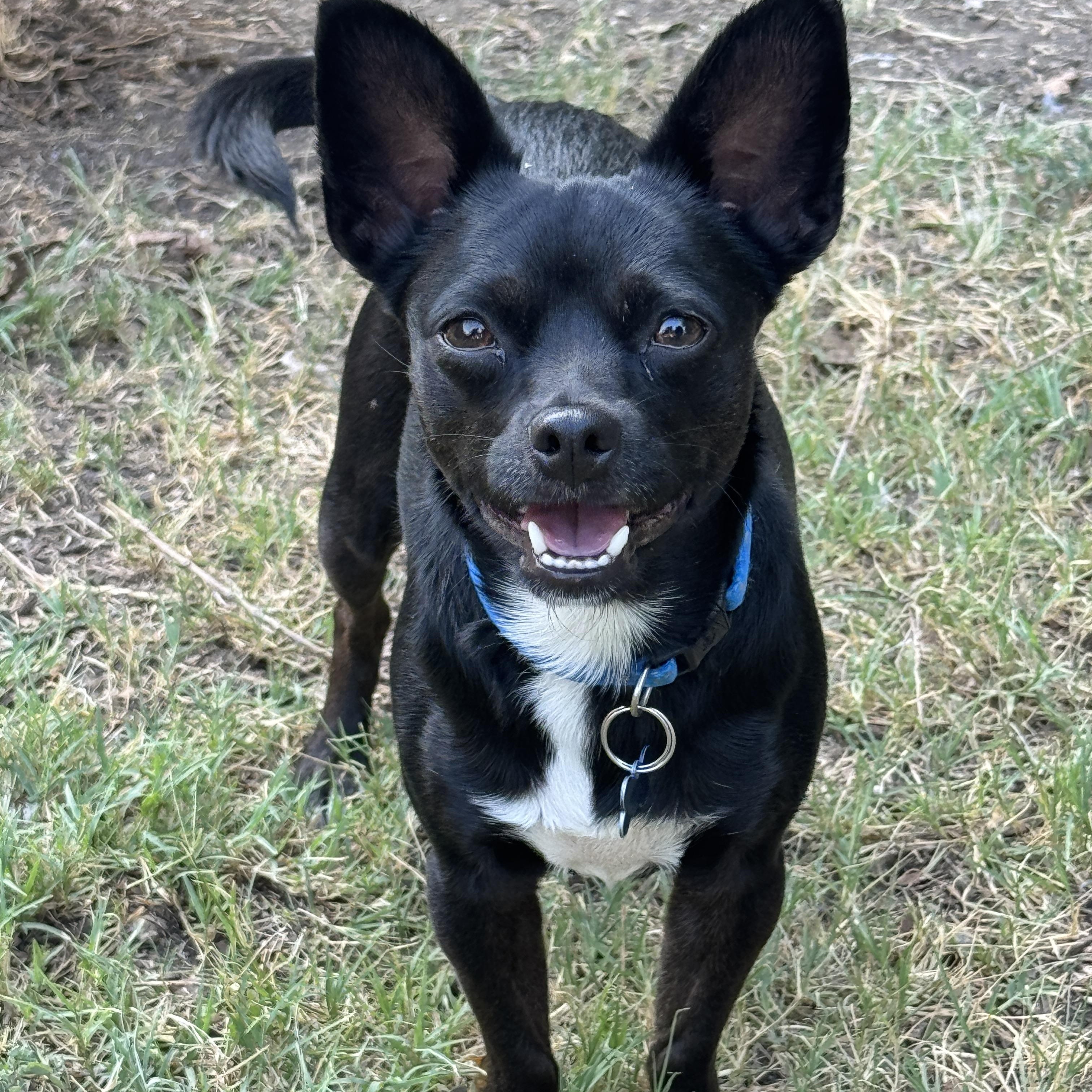 MAC, a Adoptable mixed breed in Grand Prairie, TX image 2/3