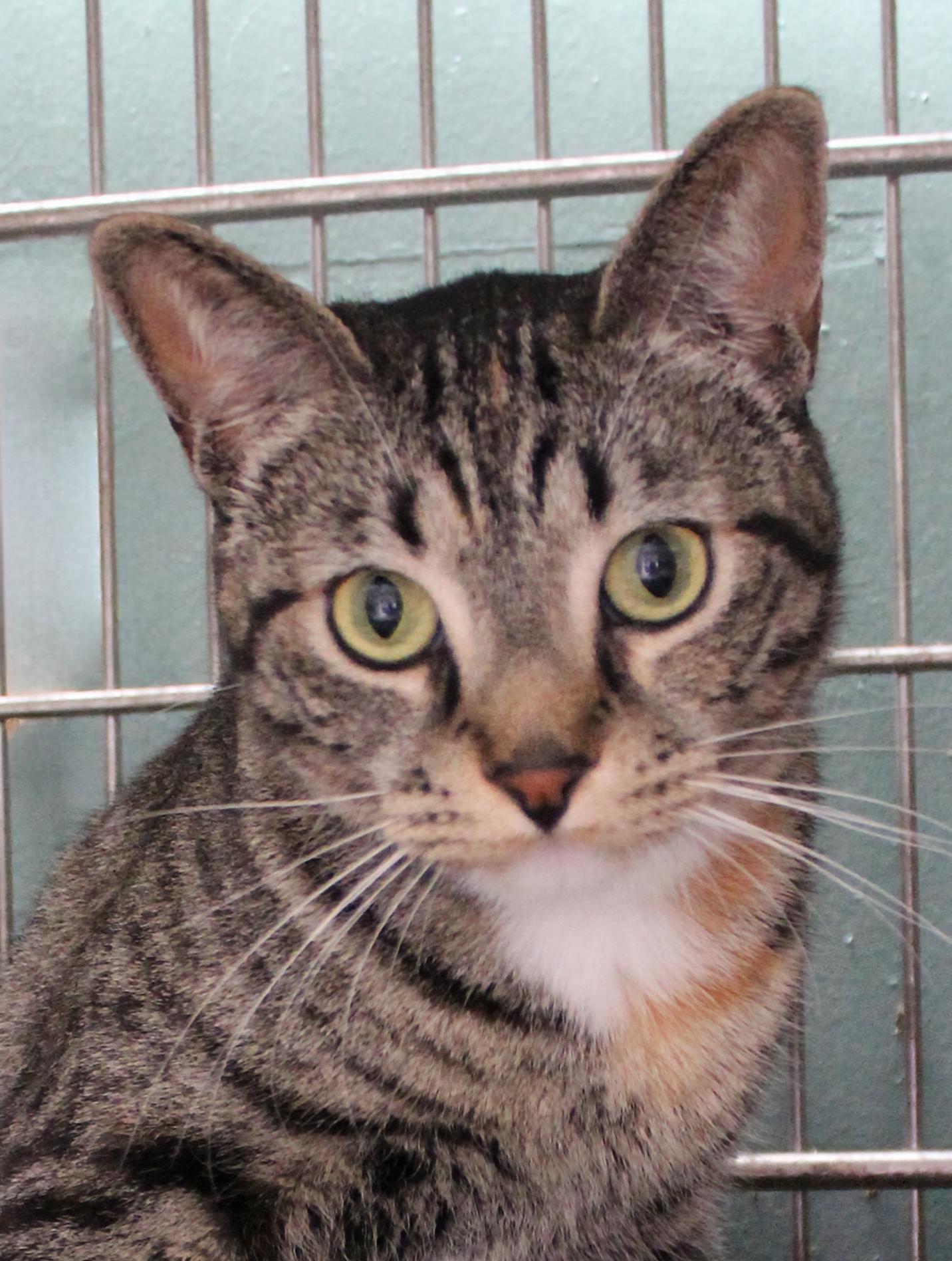 LINX, Adoptable, Adult Female Domestic Short Hair.