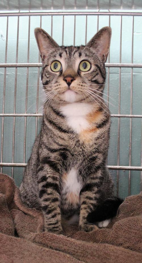 Enlarge LINX, a Adoptable Domestic Short Hair in Pasadena, CA image 2/2