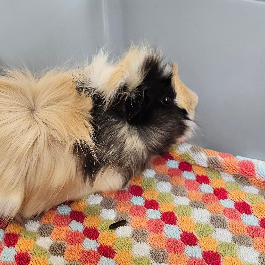 Rooster, Adoptable, Baby Male Guinea Pig.