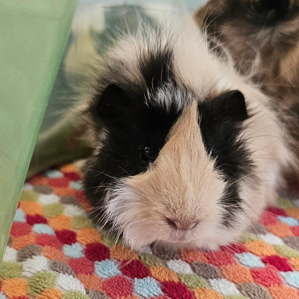 Enlarge Rooster, a Adoptable Guinea Pig in Concord, NH image 2/2