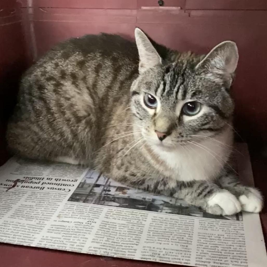 Enlarge Sloane, a Adoptable mixed breed in Herrin, IL image 5/5
