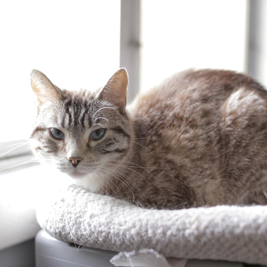 Enlarge Sloane, a Adoptable mixed breed in Herrin, IL image 1/5