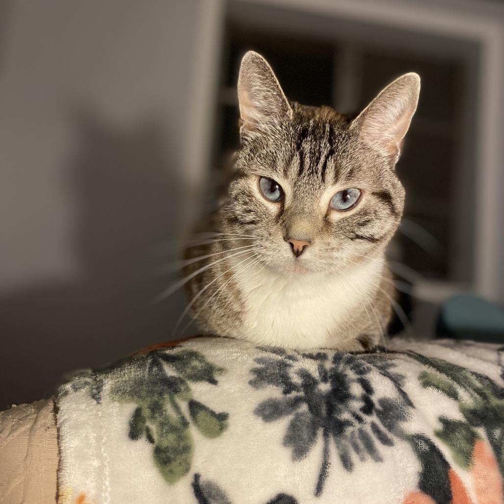 Sloane, Adoptable, Adult Female Domestic Short Hair & Siamese.