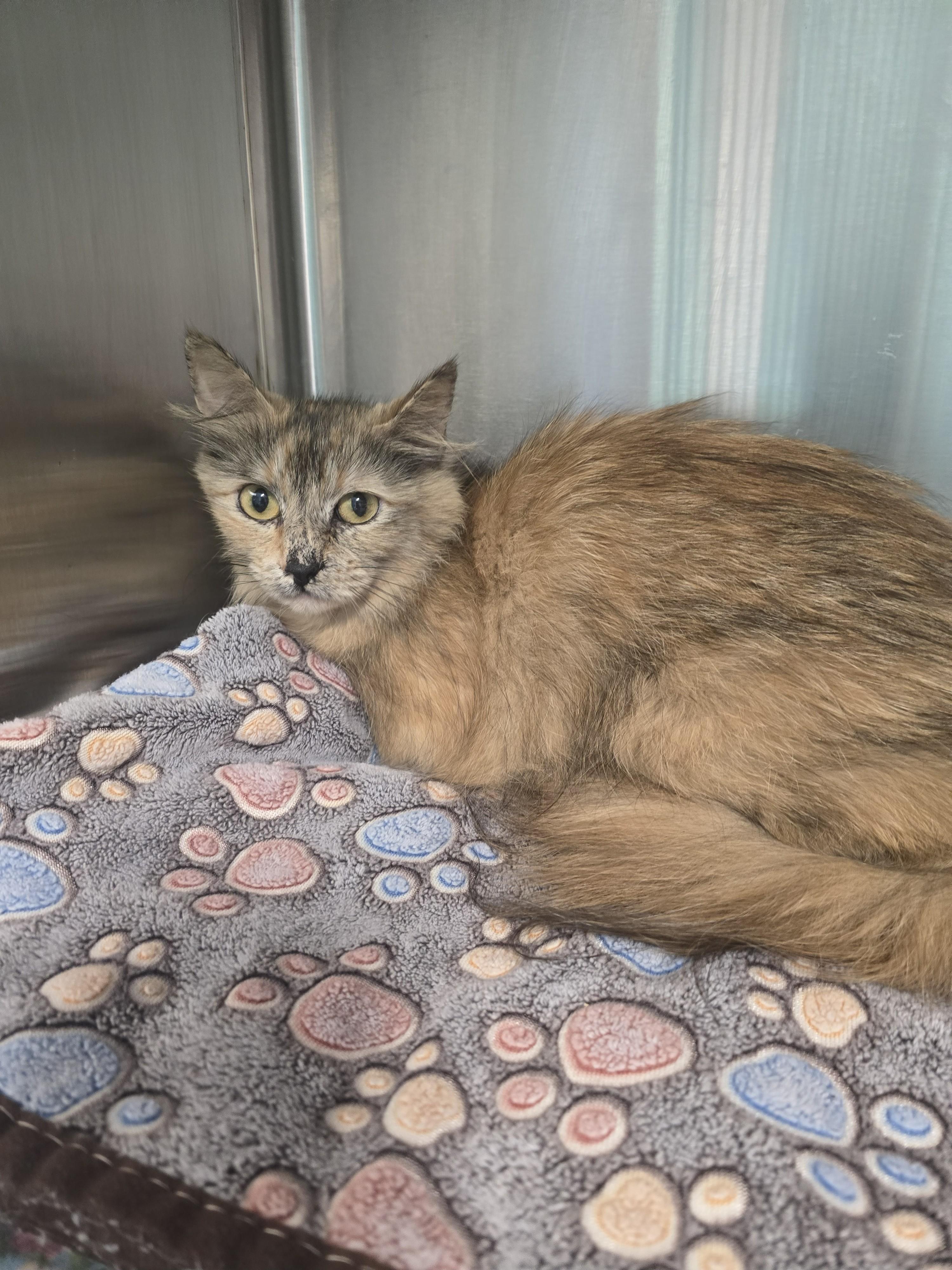 Patriot, Adopted, Young Female Domestic Long Hair.