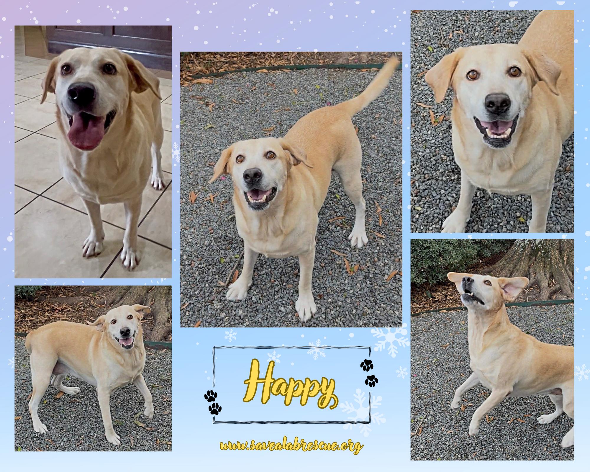 Happy, ADOPTABLE, Adult Female Labrador Retriever & Yellow Labrador Retriever.