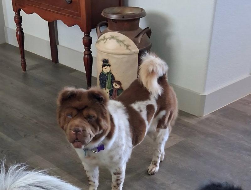 Coco Puddin, Adoptable, Adult Female Shar-Pei.