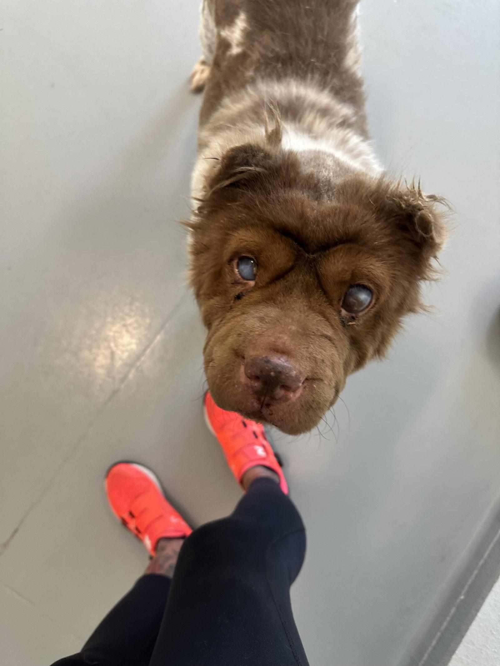 Coco Puddin, a Adoptable Shar-Pei in Lake Forest, CA image 1/2