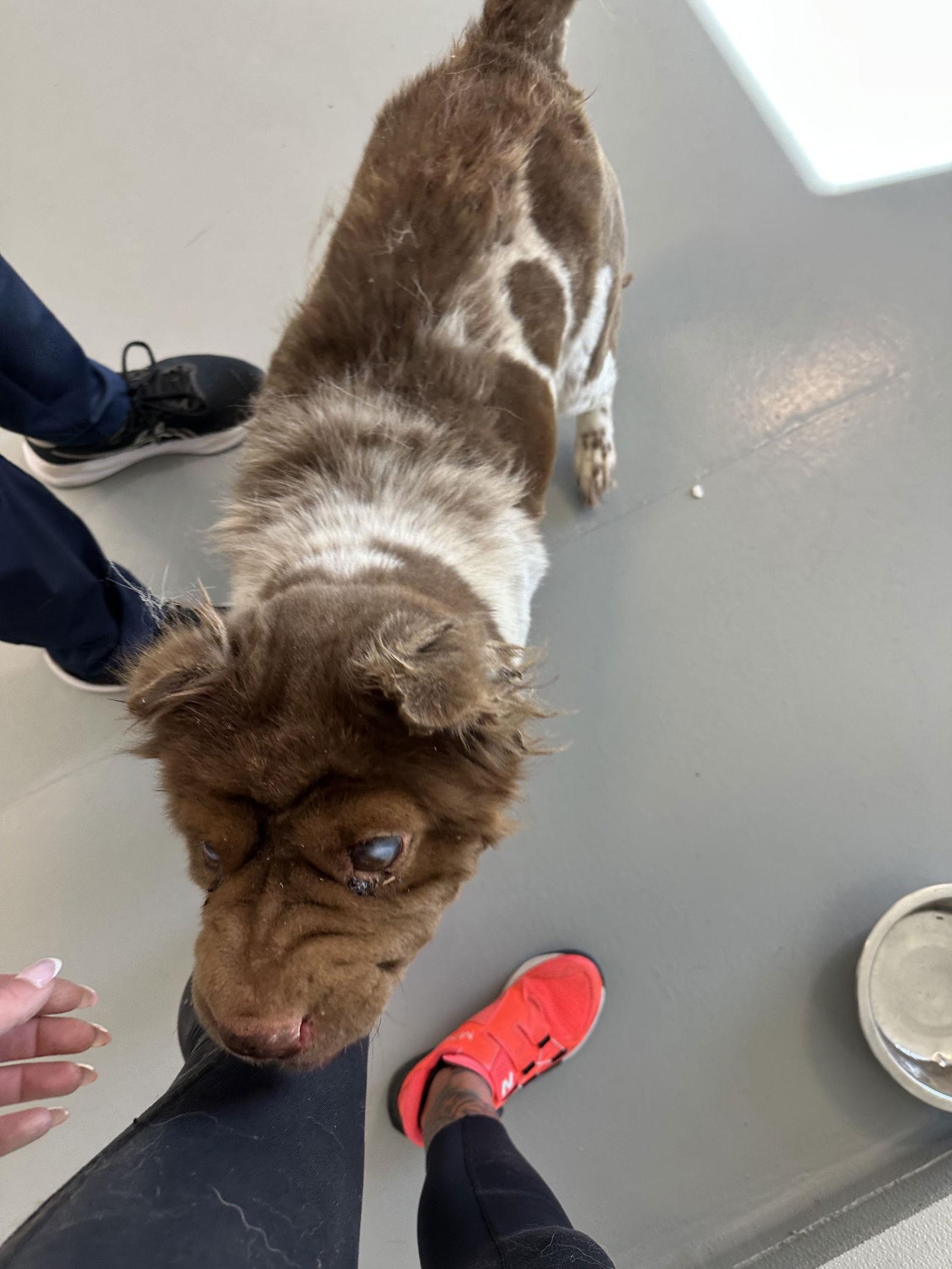 Coco Puddin, a Adoptable Shar-Pei in Lake Forest, CA image 2/2