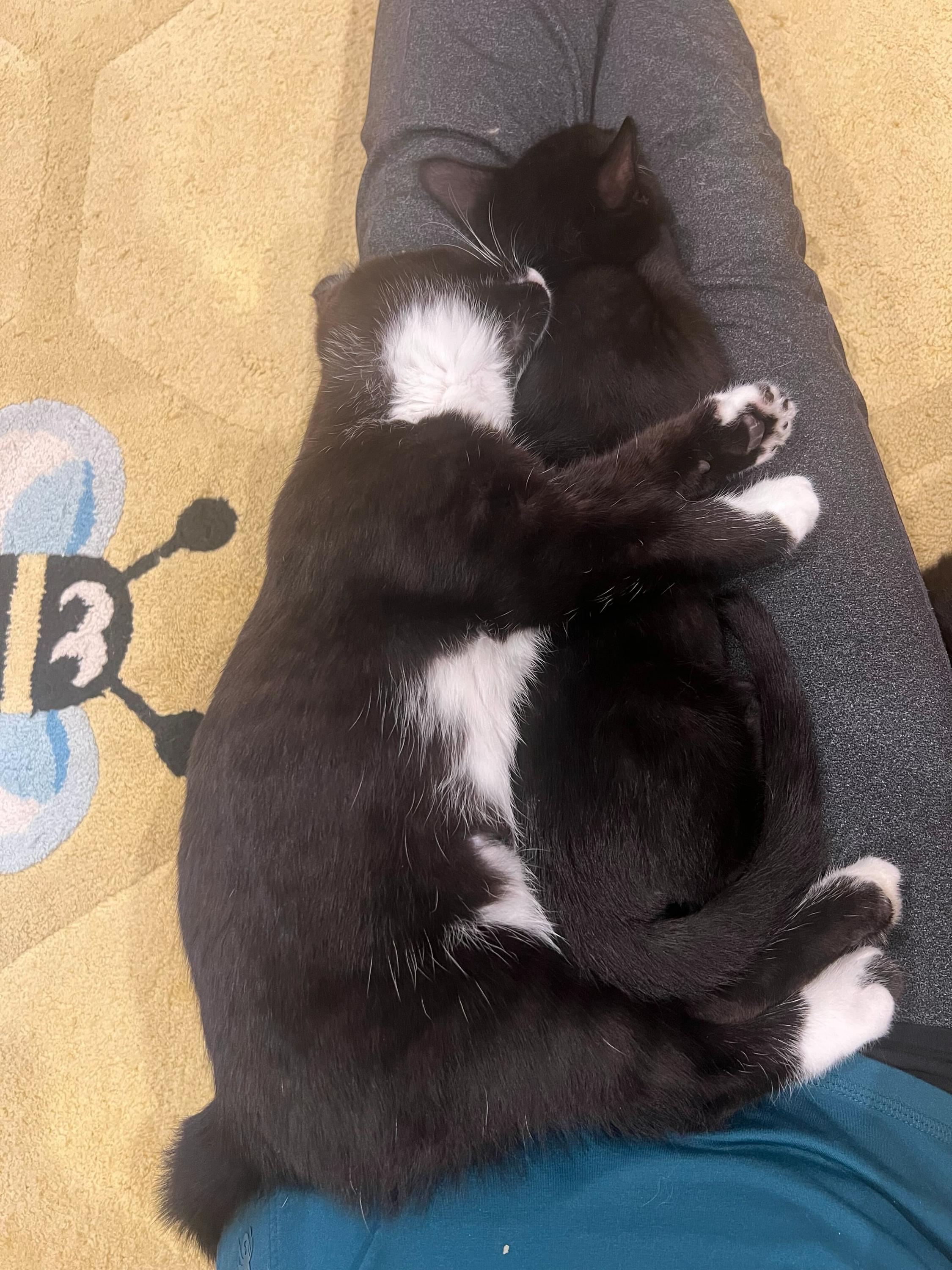 Enlarge Bean and 007, an adopted Domestic Short Hair in Seattle, WA image 5/6