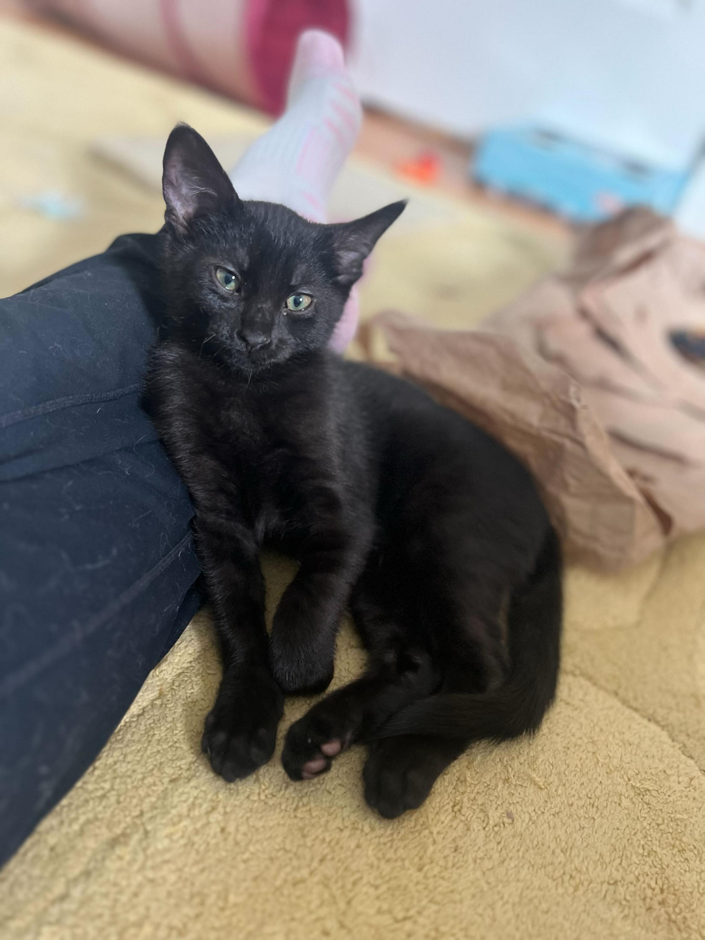 Enlarge Bean and 007, an adopted Domestic Short Hair in Seattle, WA image 3/6