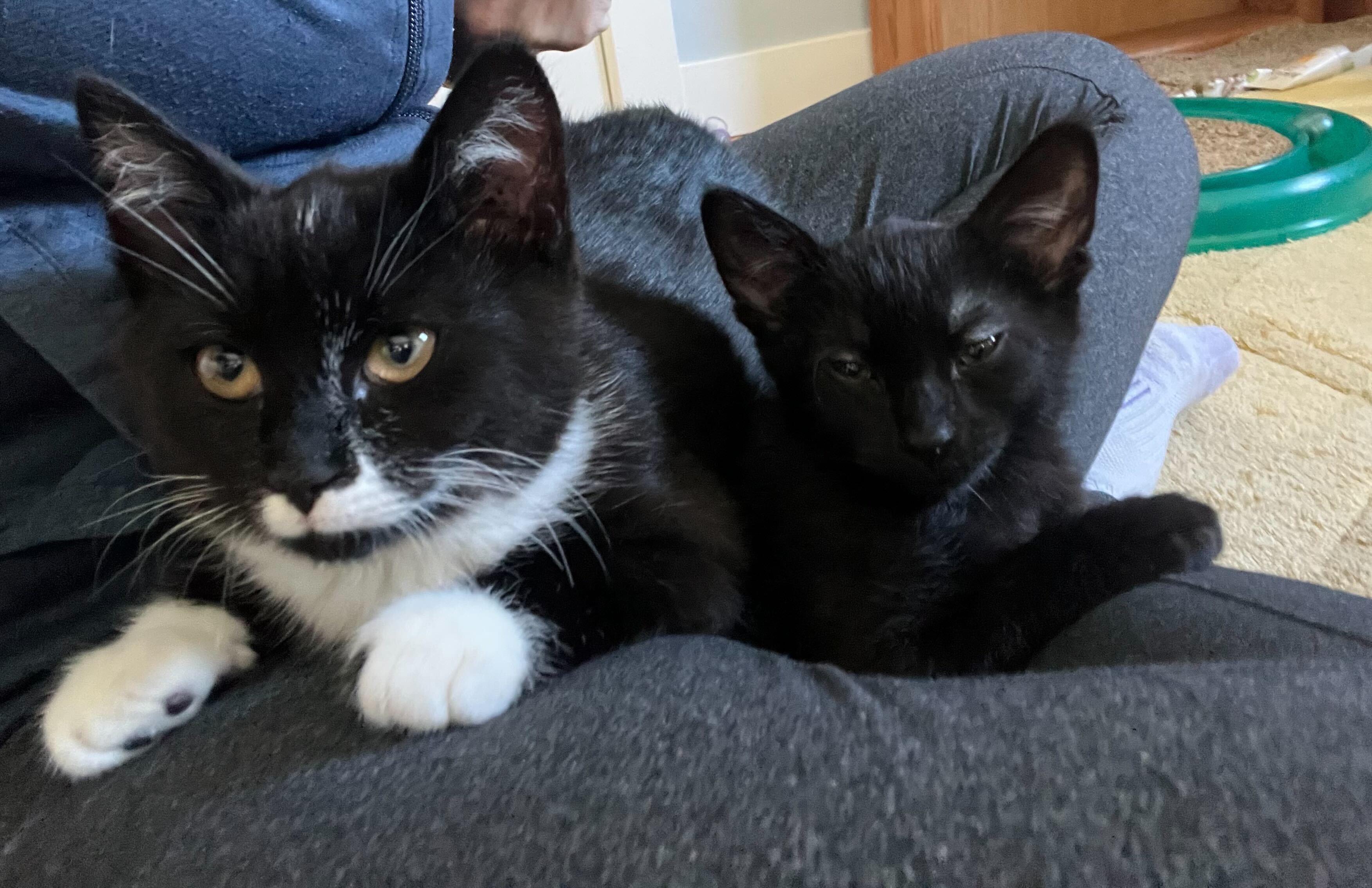 Bean and 007, adopted, Kitten Male Domestic Short Hair.