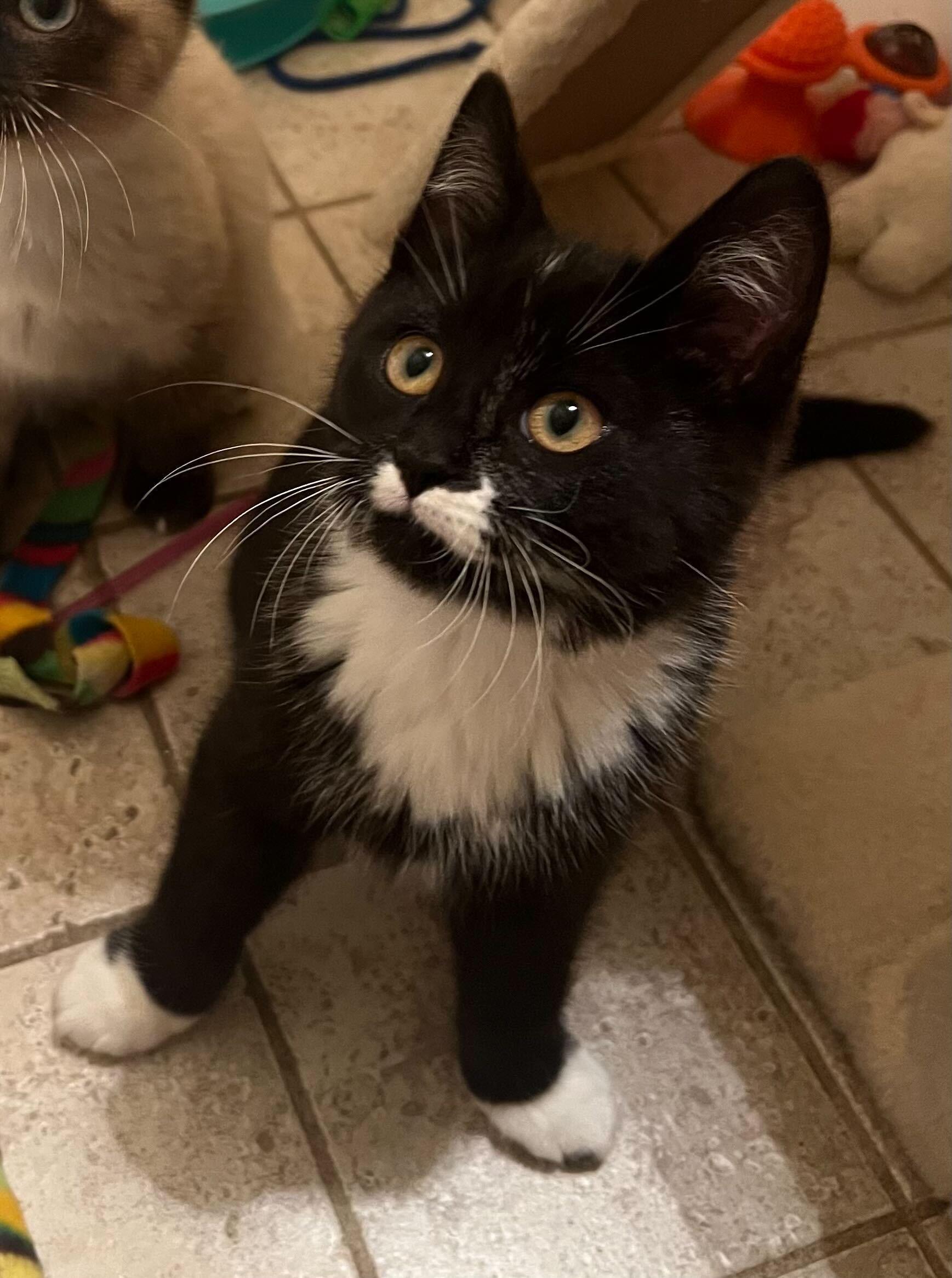 Enlarge Bean and 007, an adopted Domestic Short Hair in Seattle, WA image 2/6