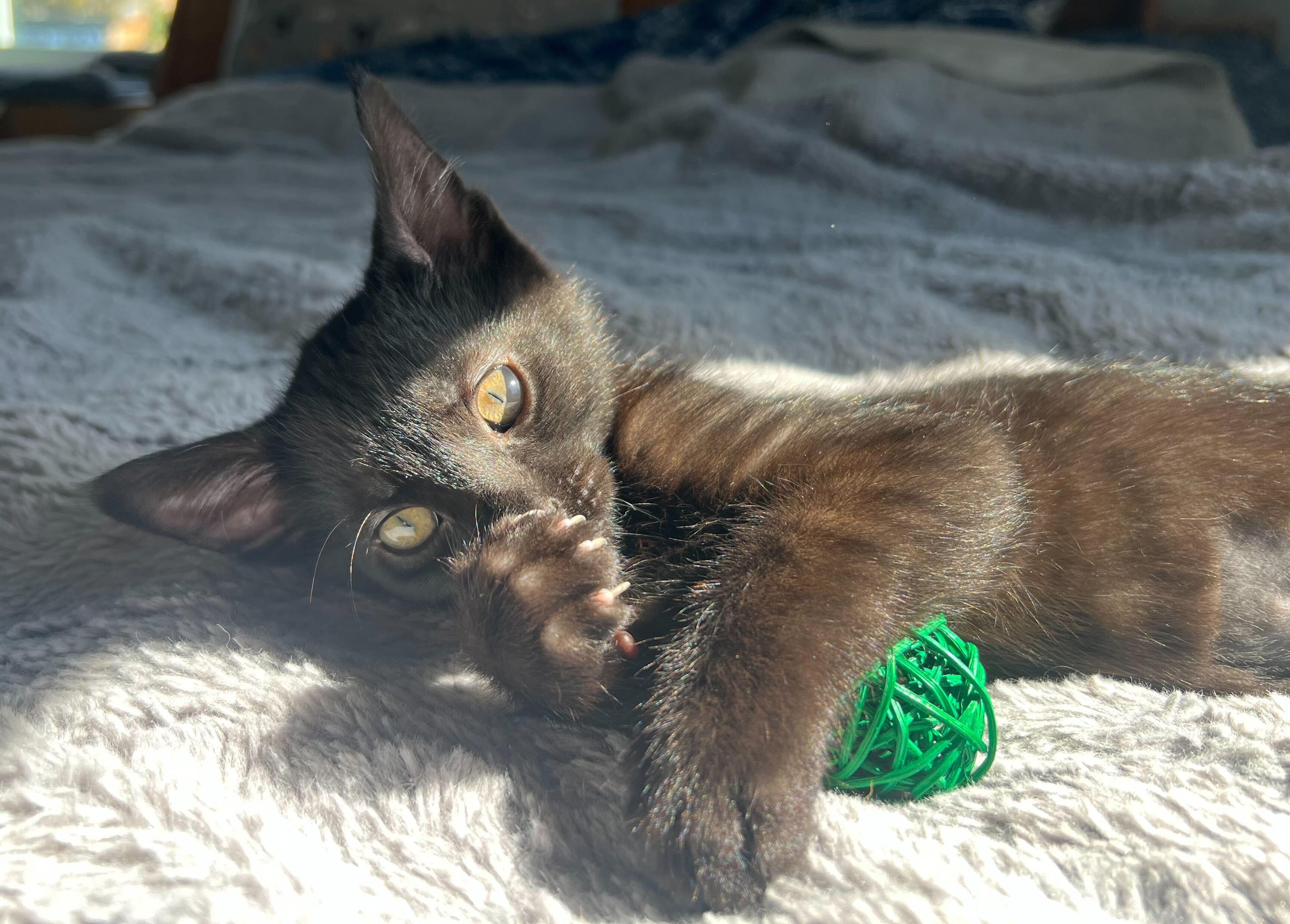 Enlarge Bean and 007, an adopted Domestic Short Hair in Seattle, WA image 4/6