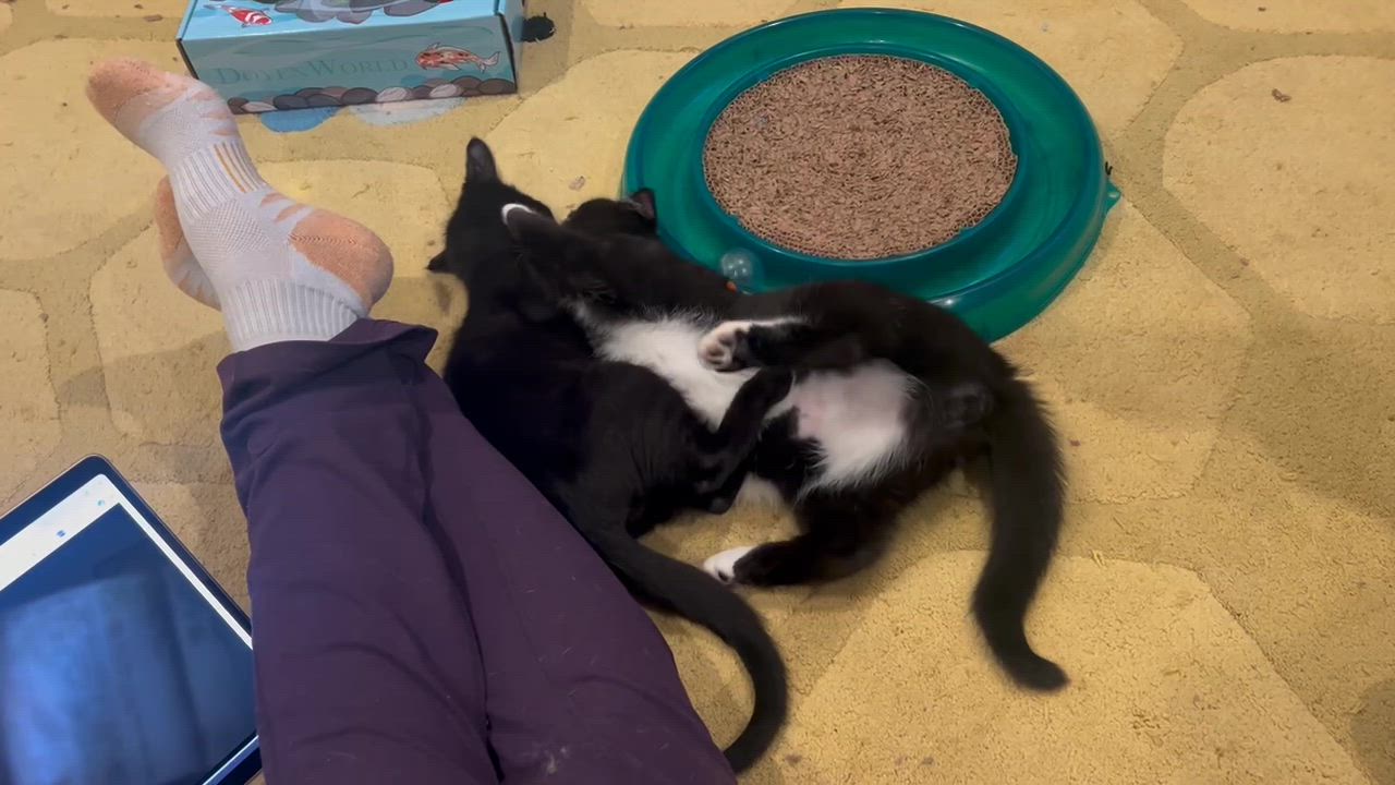 Enlarge Bean and 007, an adopted Domestic Short Hair in Seattle, WA video 6/6