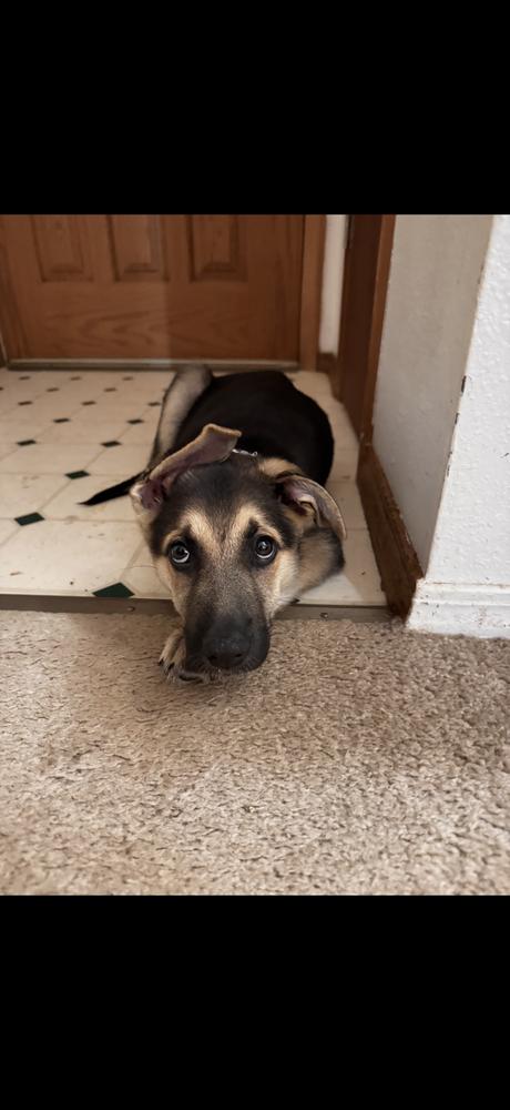Chicken, Adoptable, Puppy Female German Shepherd Dog.