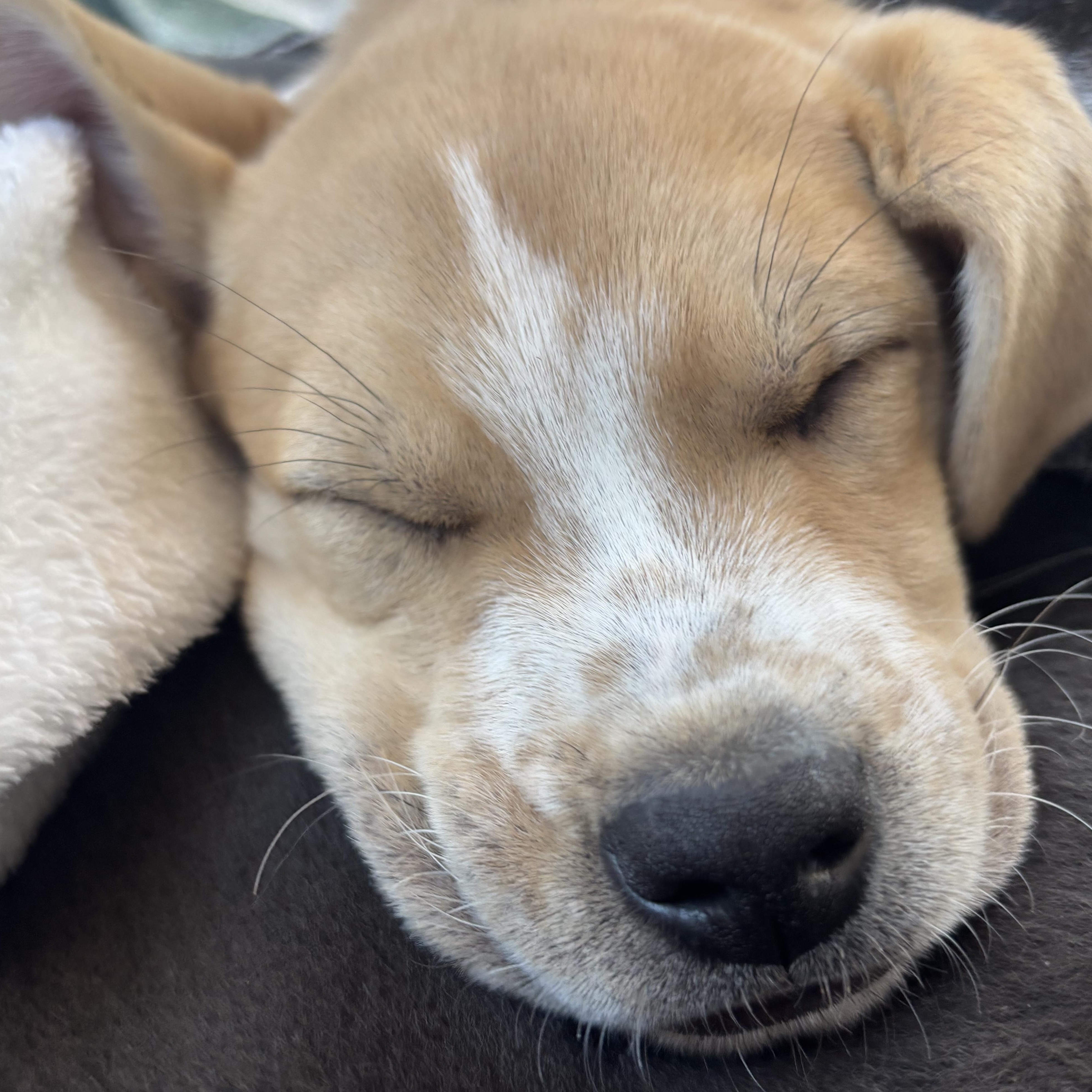 Enlarge James Brown - Local pup, a Adoptable mixed breed in Andover, MA image 3/6