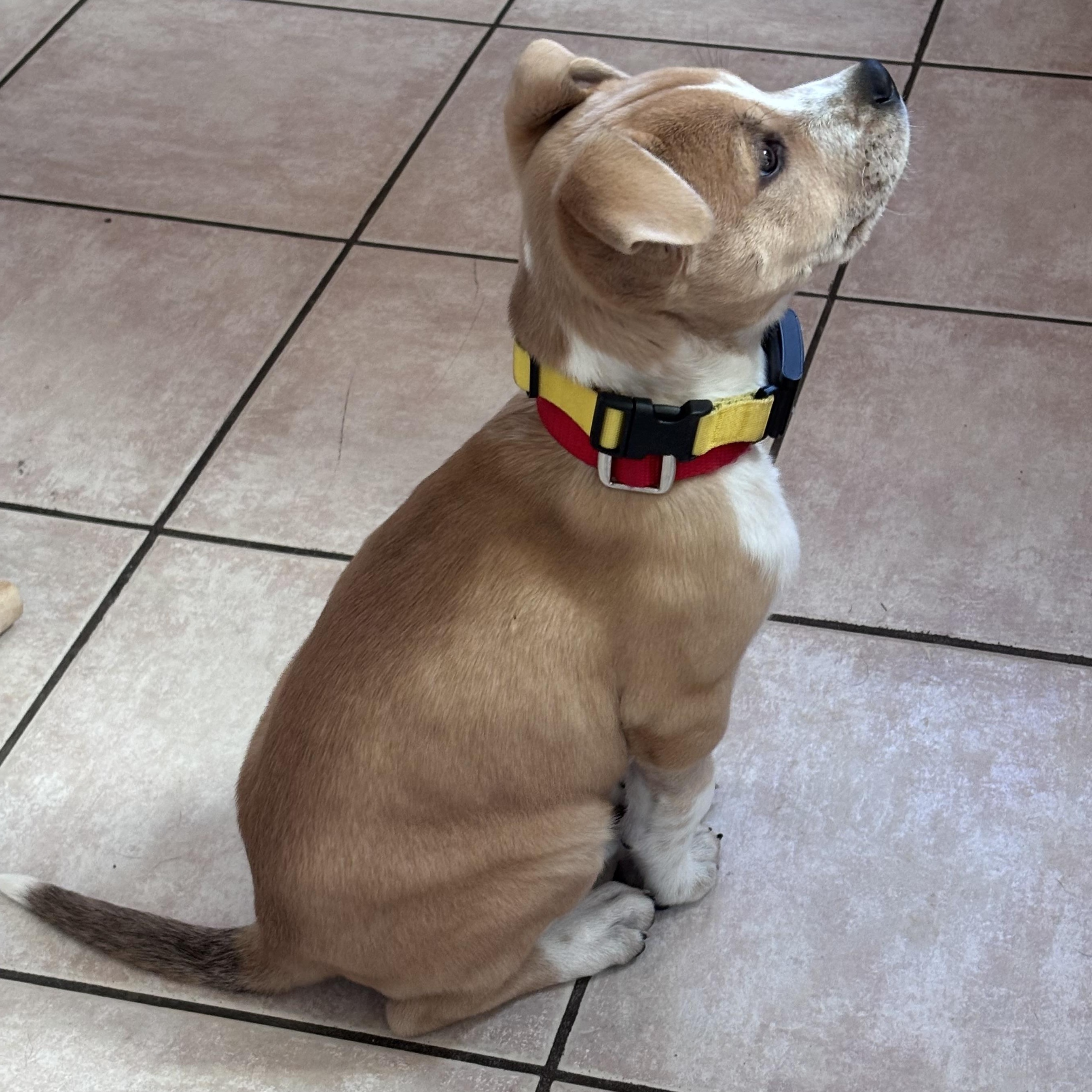 Enlarge James Brown - Local pup, a Adoptable mixed breed in Andover, MA image 4/6