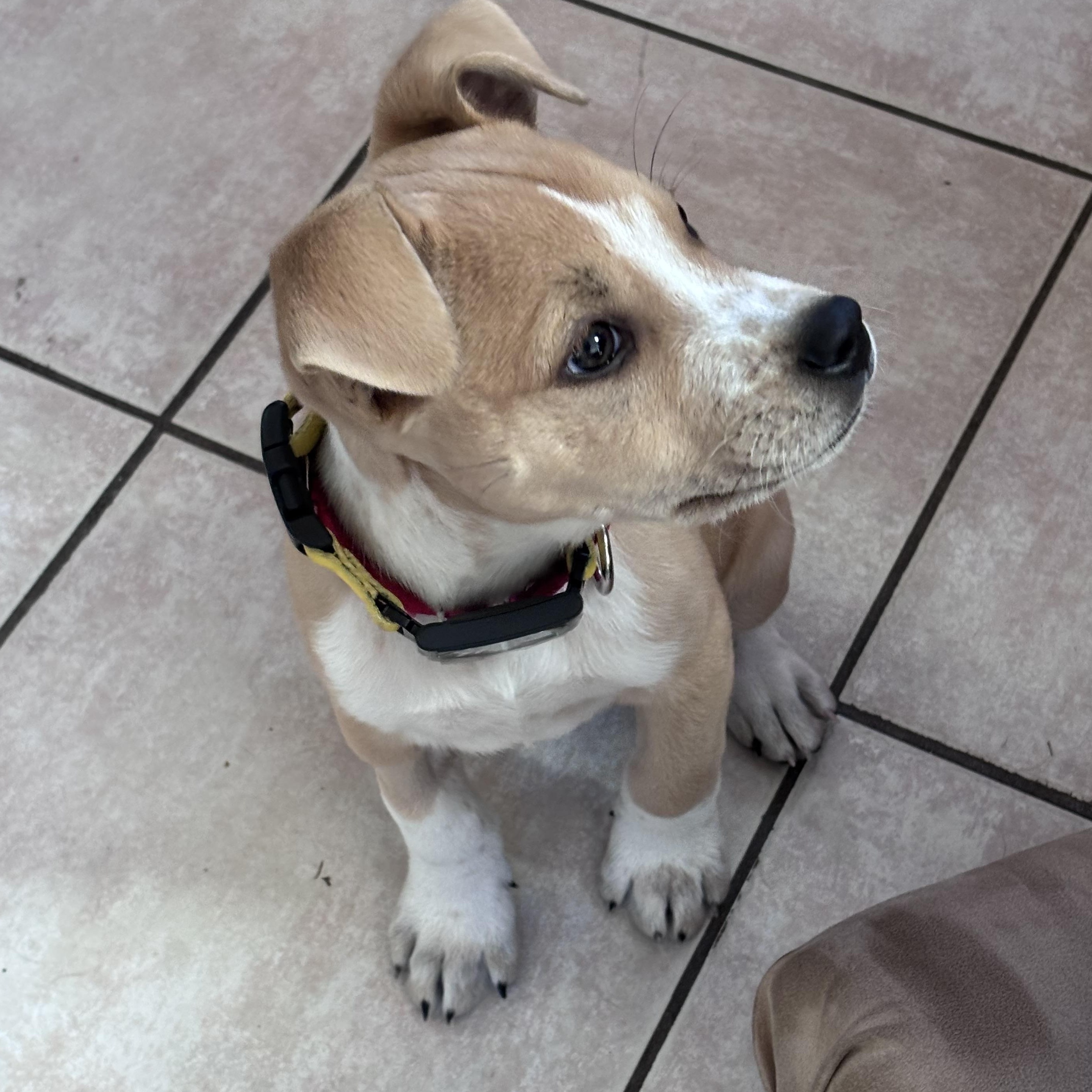 Enlarge James Brown - Local pup, a Adoptable mixed breed in Andover, MA image 1/6