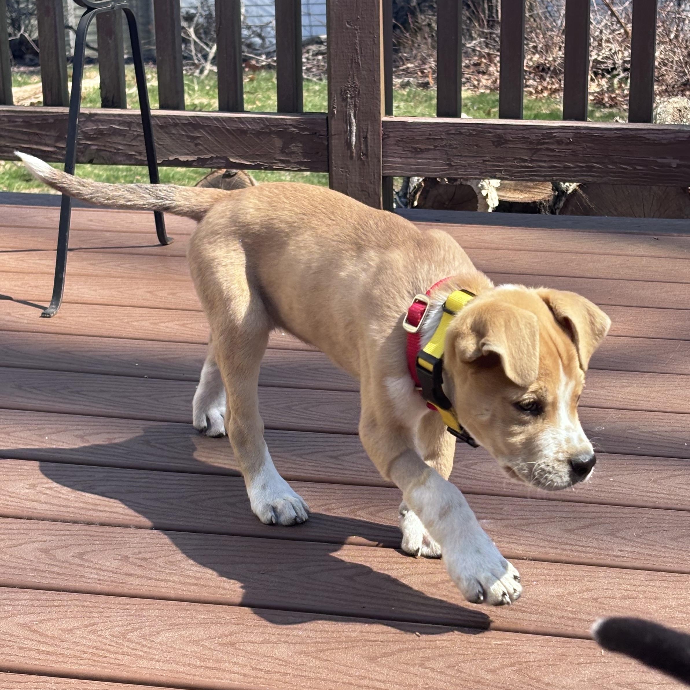 Enlarge James Brown - Local pup, a Adoptable mixed breed in Andover, MA image 2/6