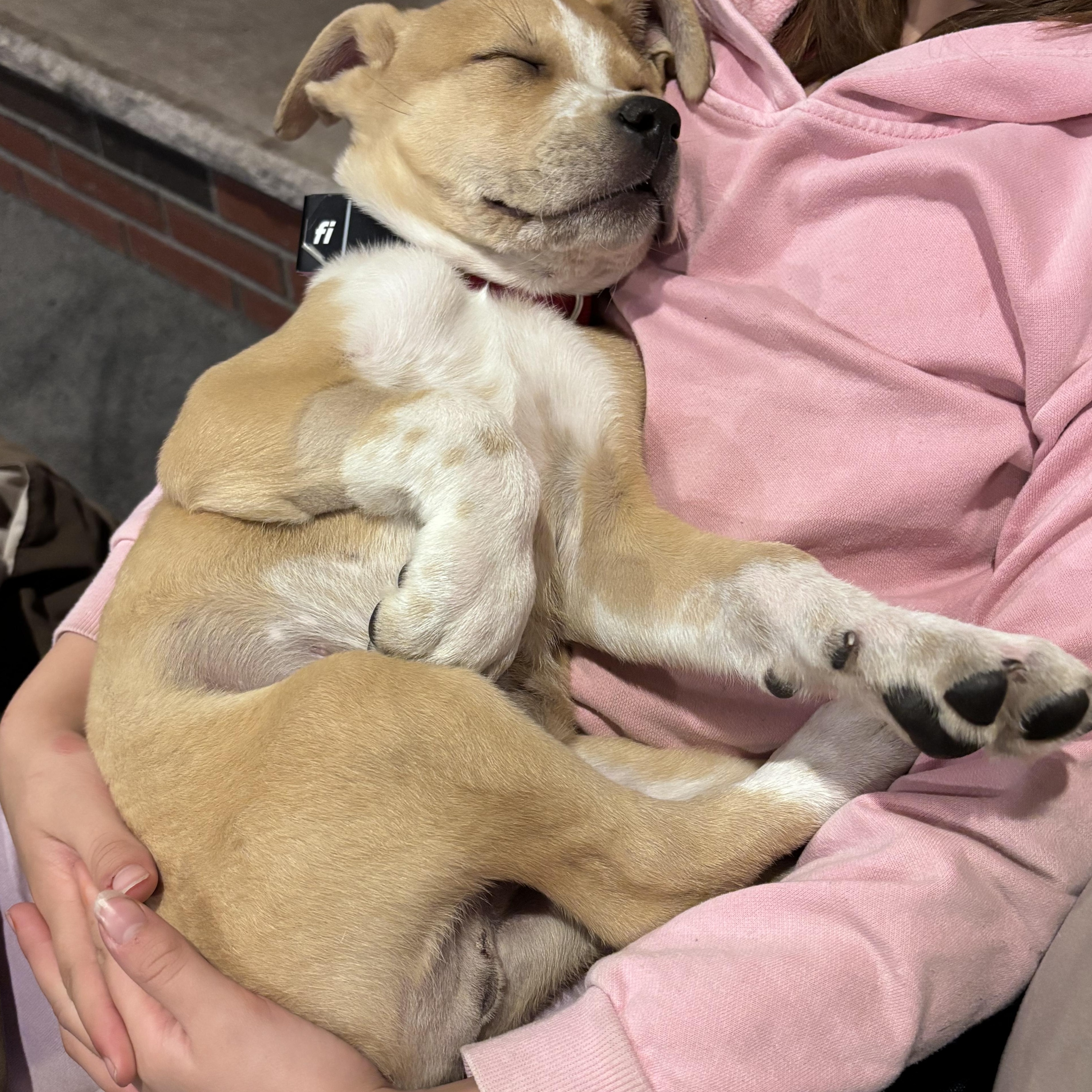 Enlarge James Brown - Local pup, a Adoptable mixed breed in Andover, MA image 5/6