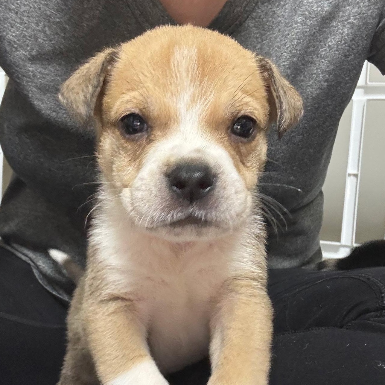 Enlarge James Brown - Local pup, a Adoptable mixed breed in Andover, MA image 6/6