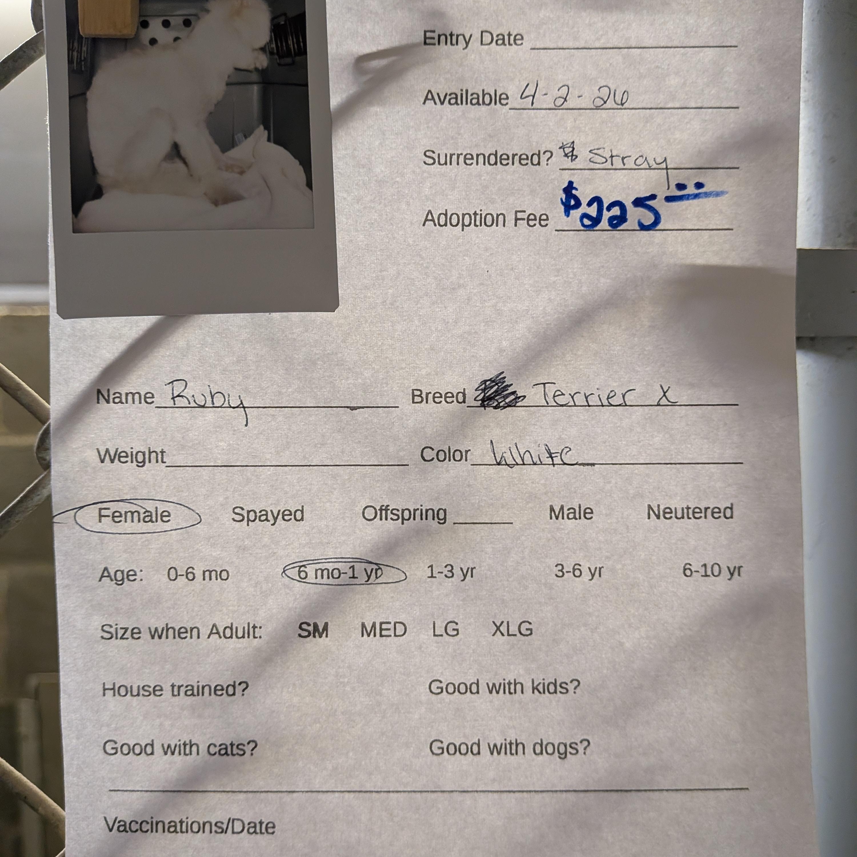 Enlarge Ruby, a ADOPTABLE mixed breed in Hermiston, OR image 2/2