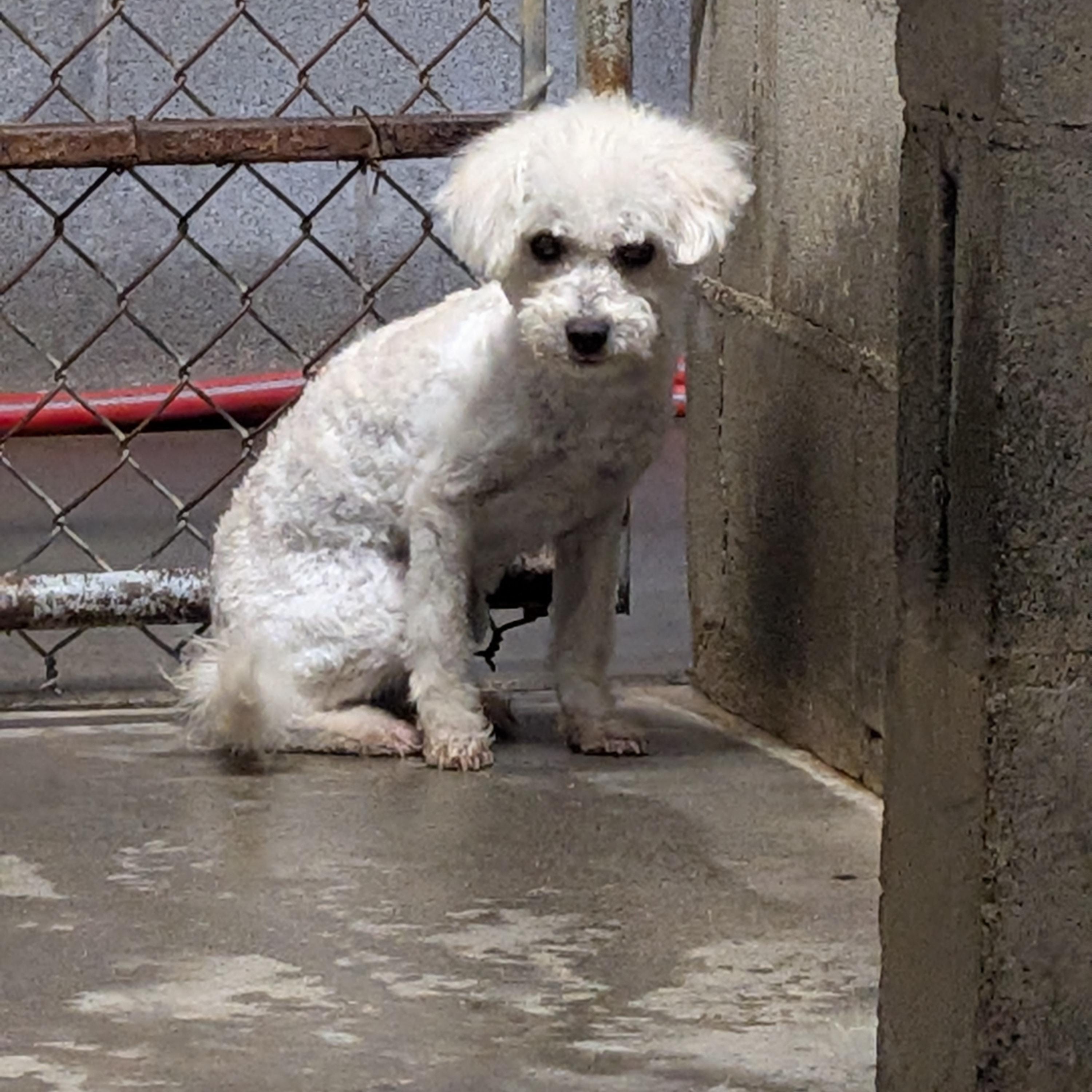 Ruby, ADOPTABLE, Young Female Maltese & Terrier.