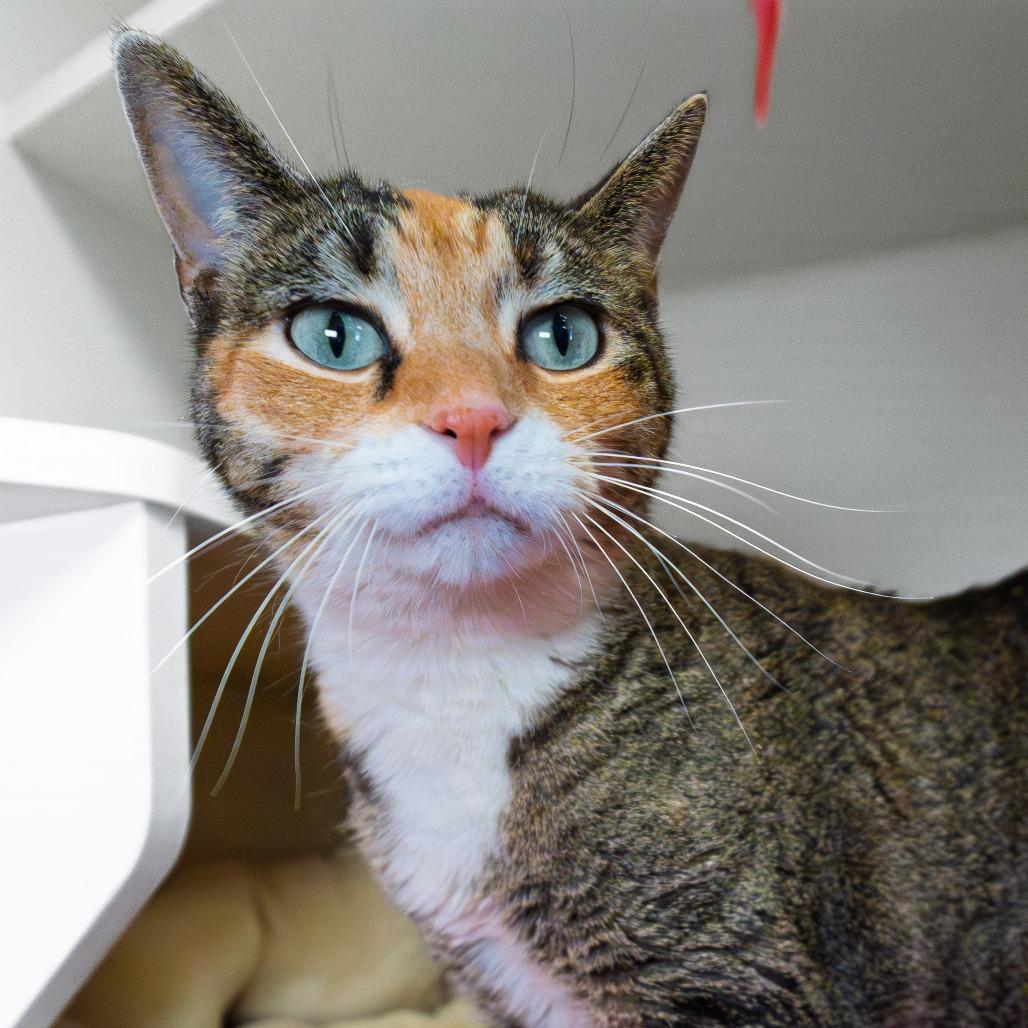 Lily — thumbnail 3