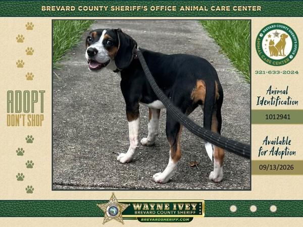Enlarge Brie, a Adoptable mixed breed in Melbourne, FL image 1/1