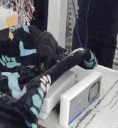 Sylvan, ADOPTABLE, Puppy Male Siberian Husky.