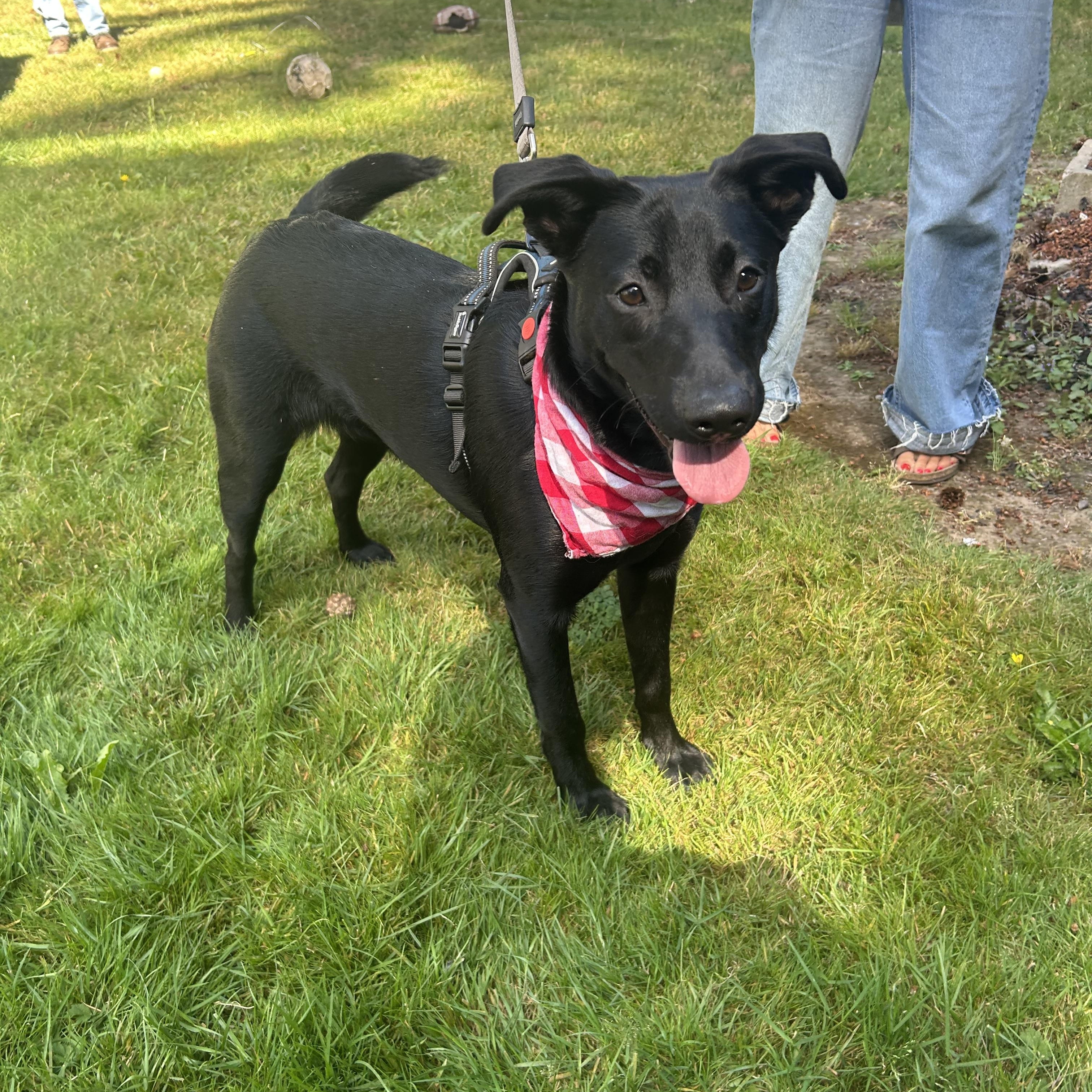 Mya, a Adoptable mixed breed in Spokane, WA image 3/6